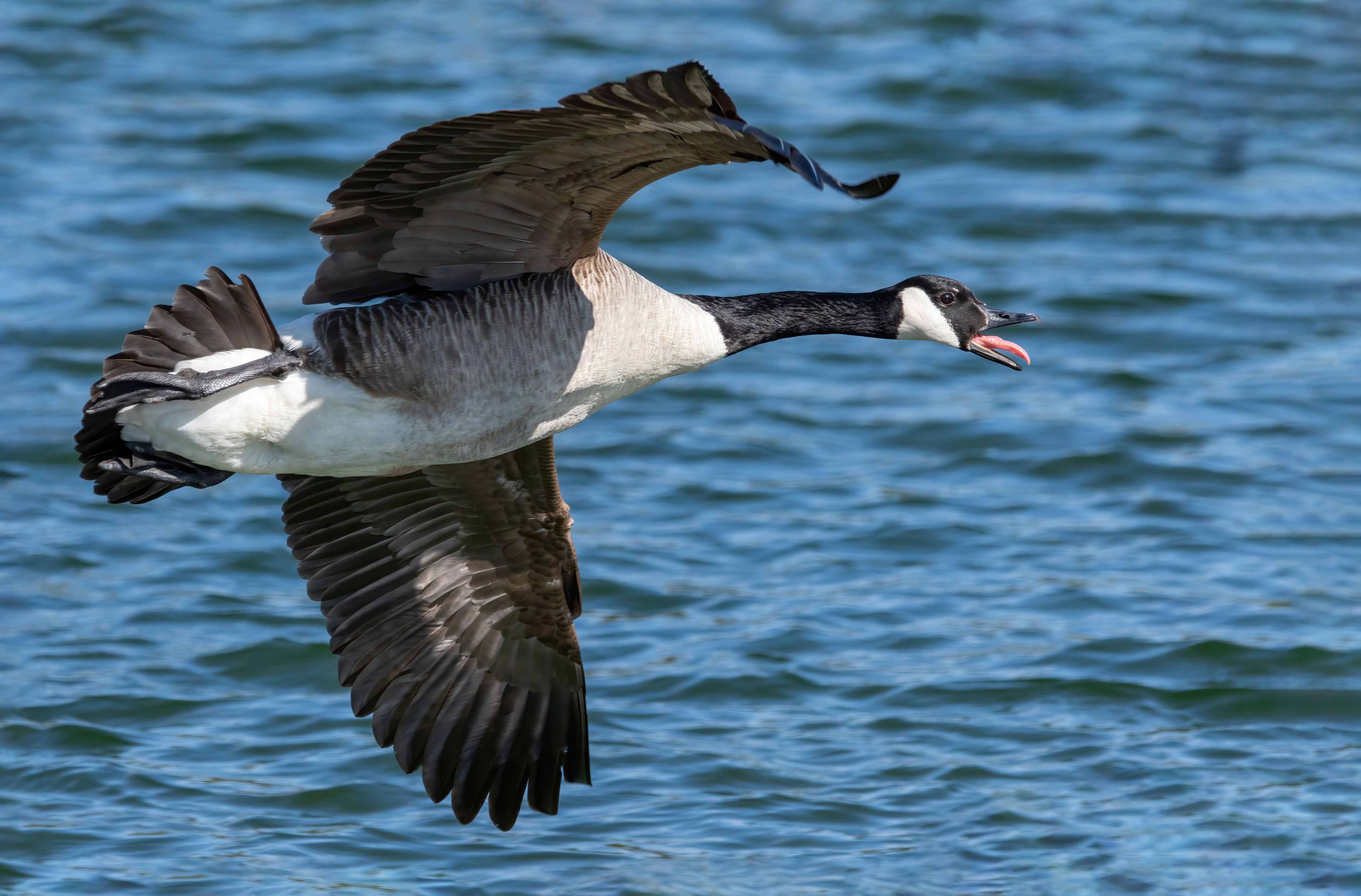 A Canada goose (Branta canadensis) flying.