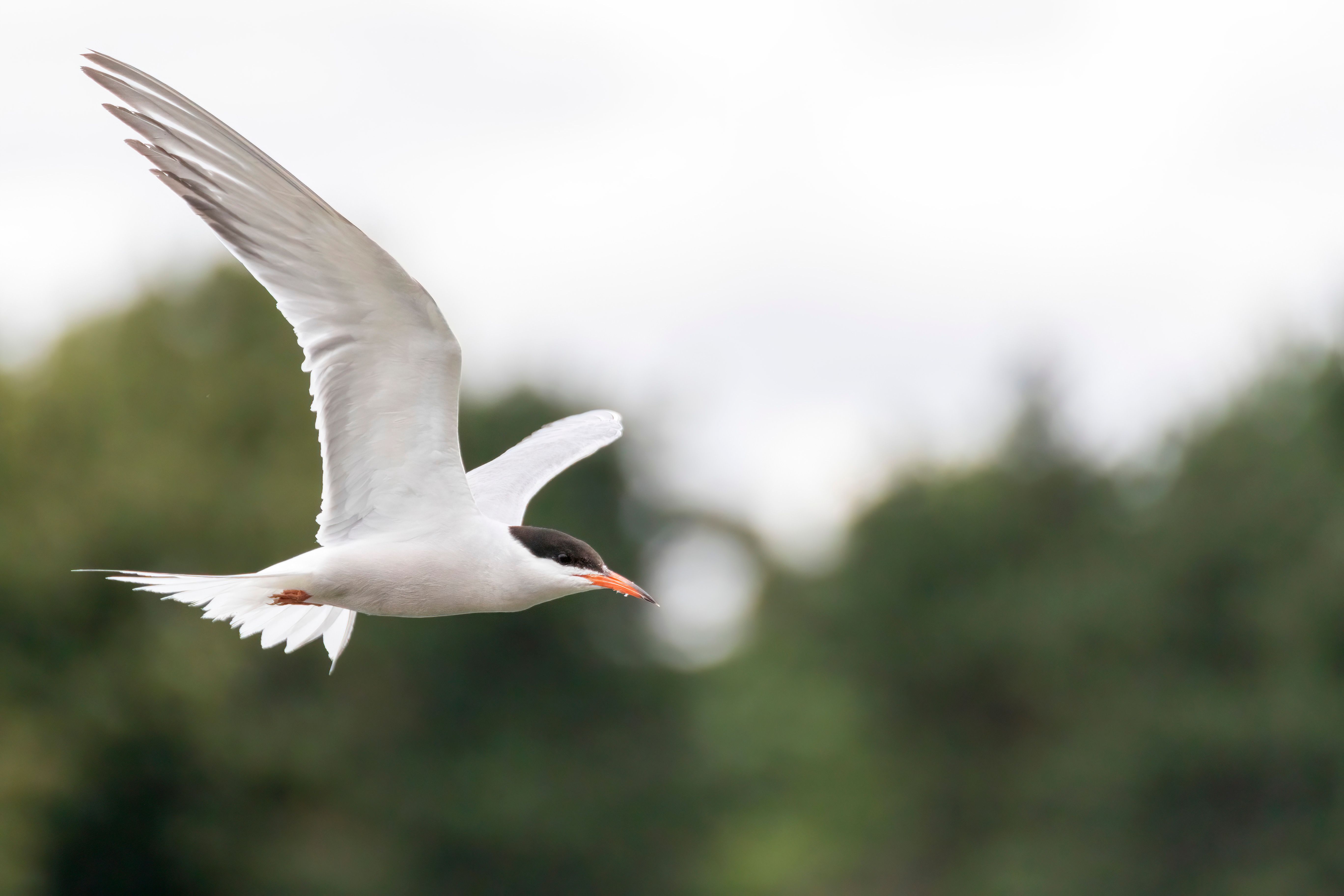 A common tern (Sterna hirundo) in flight.
