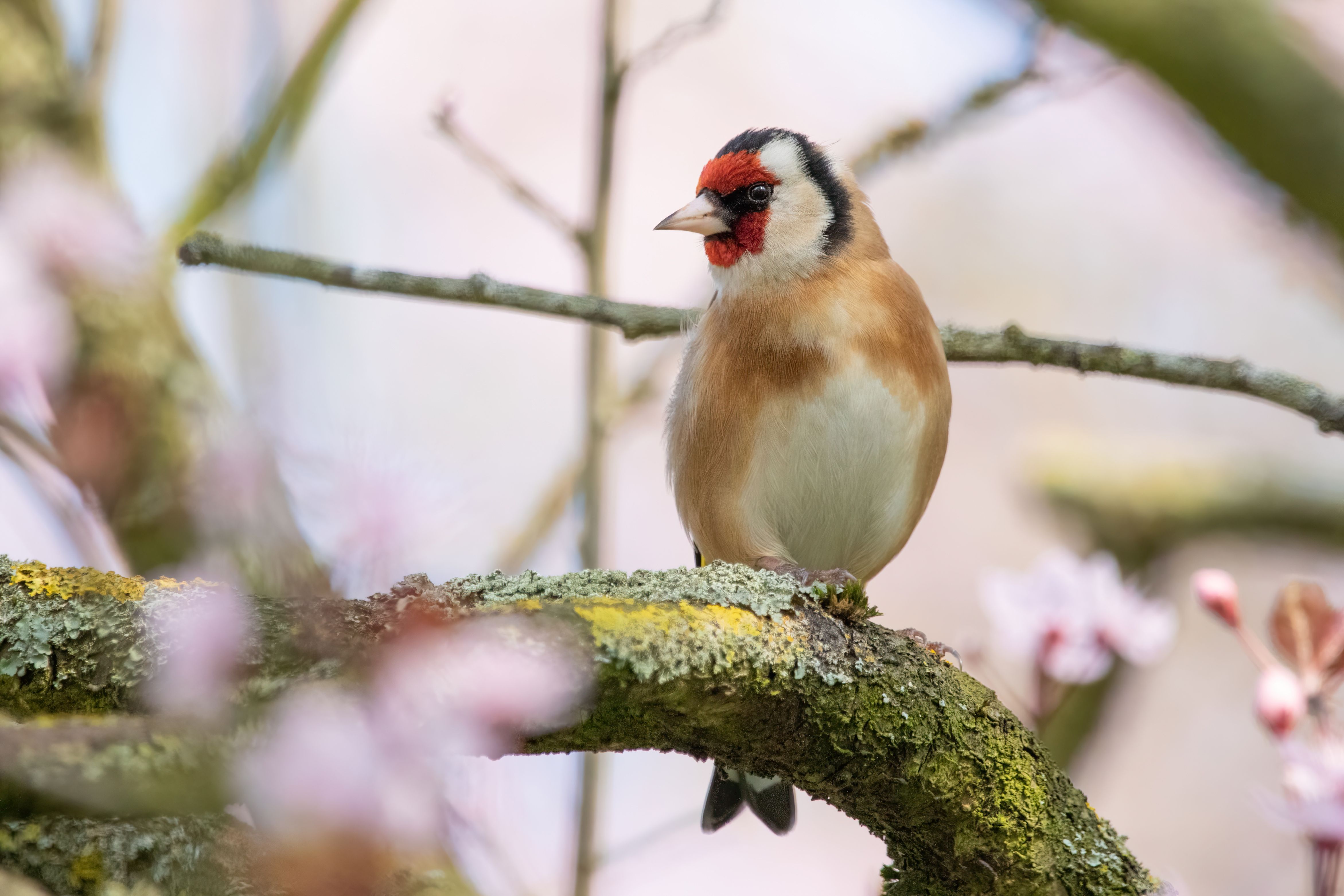 An European goldfinch (Carduelis carduelis) in a blossoming cherry tree.
