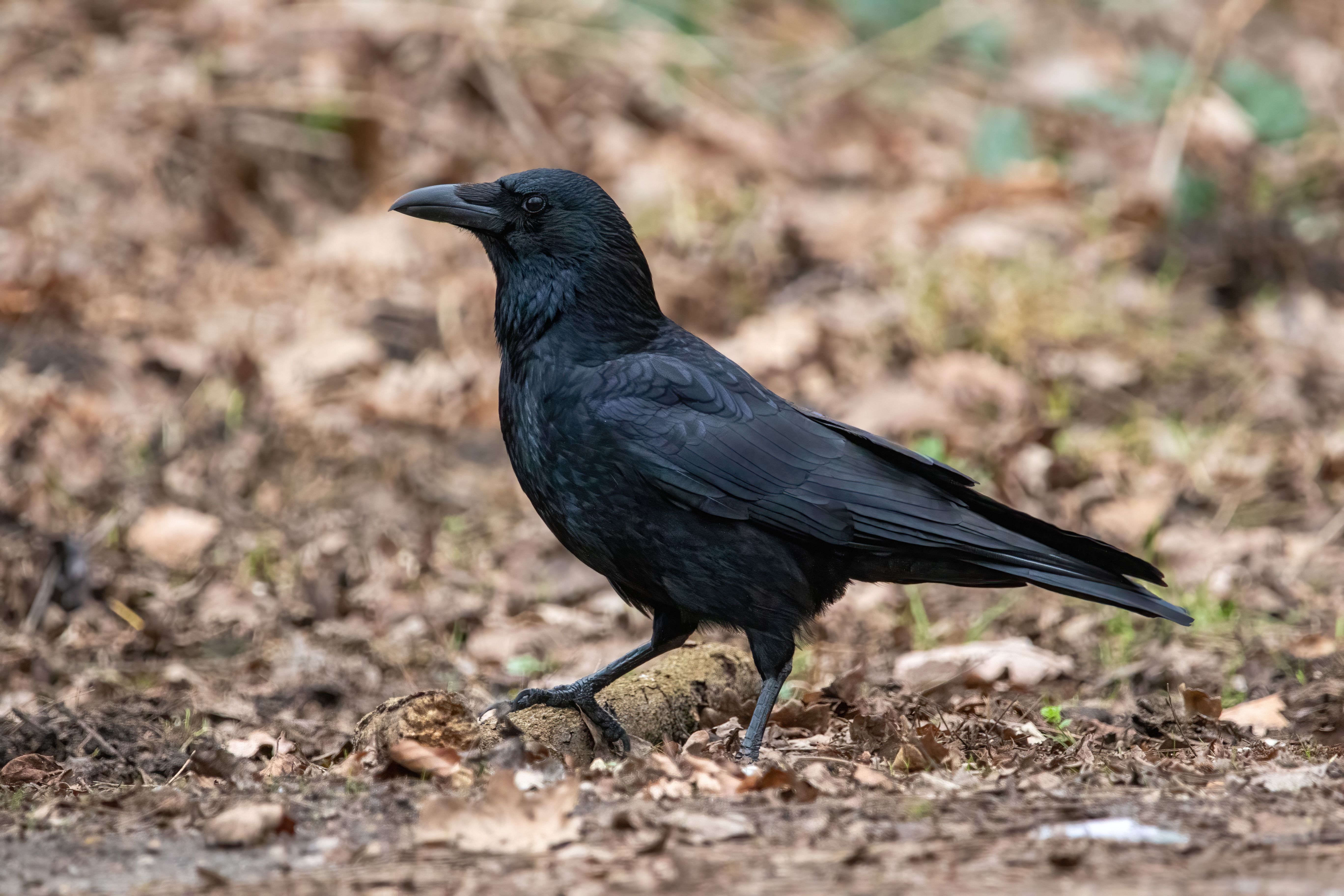 A carrion crow (Corvus corone).