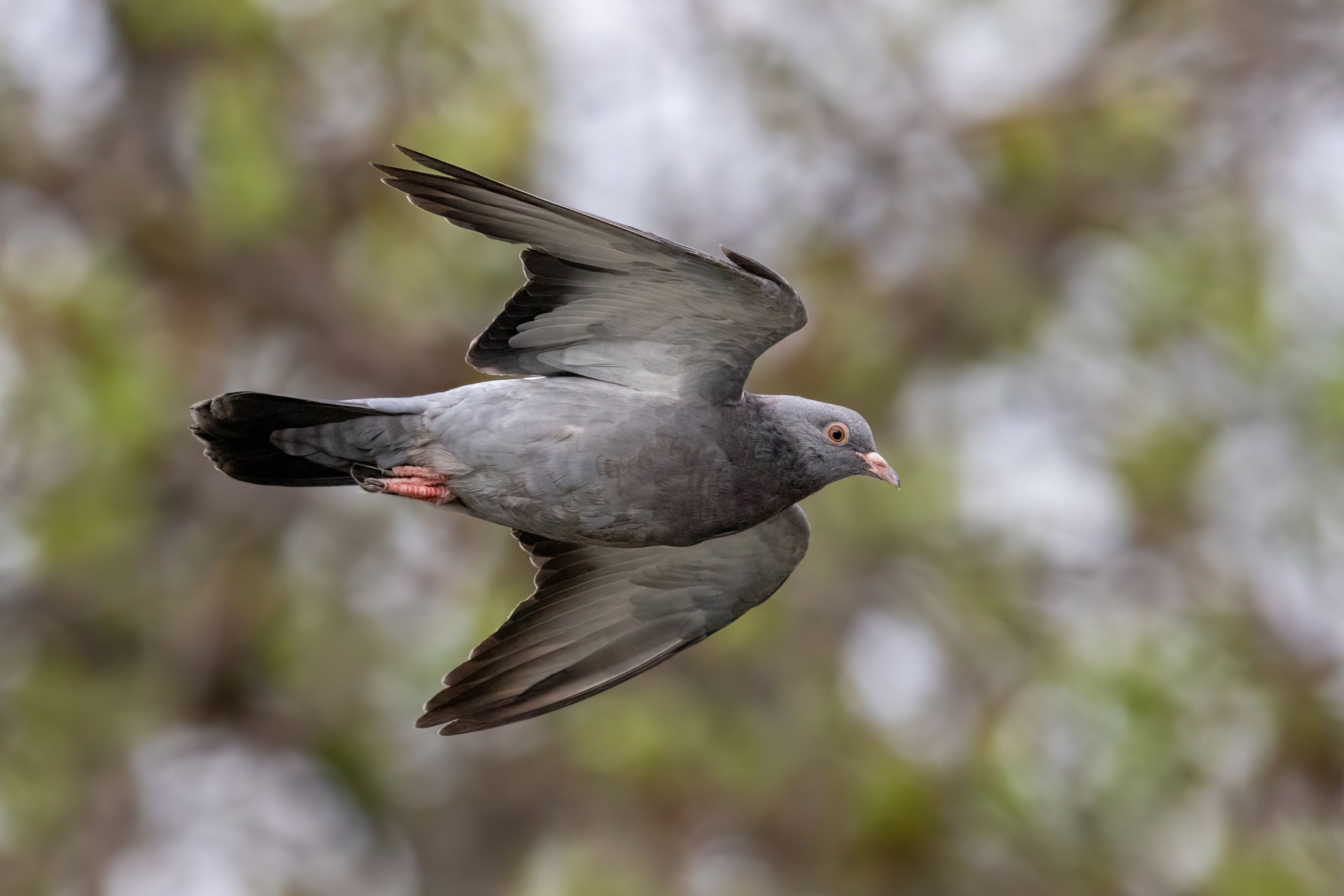 A feral pigeon (Columba livia) flying.