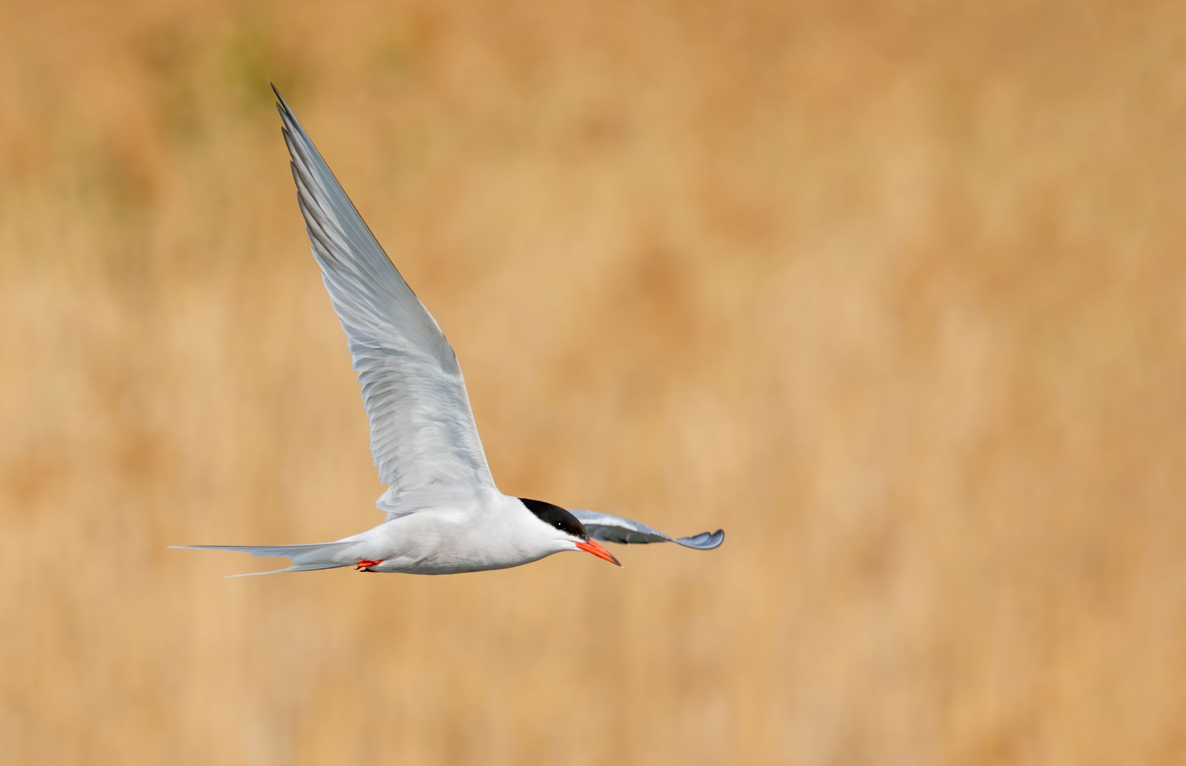 A common tern (Sterna hirundo) flying.
