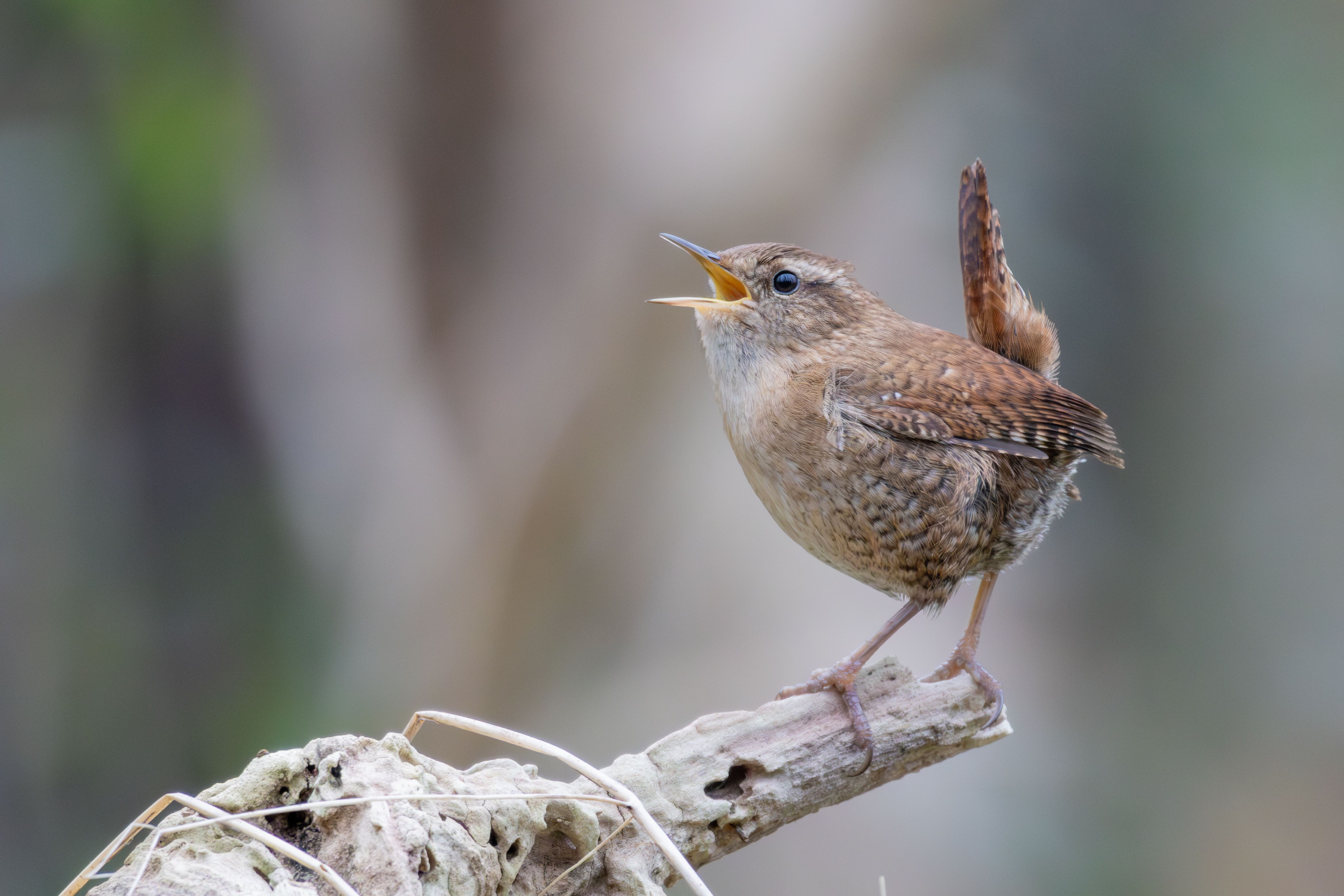 A male Eurasian wren (Troglodytes troglodytes) singing.