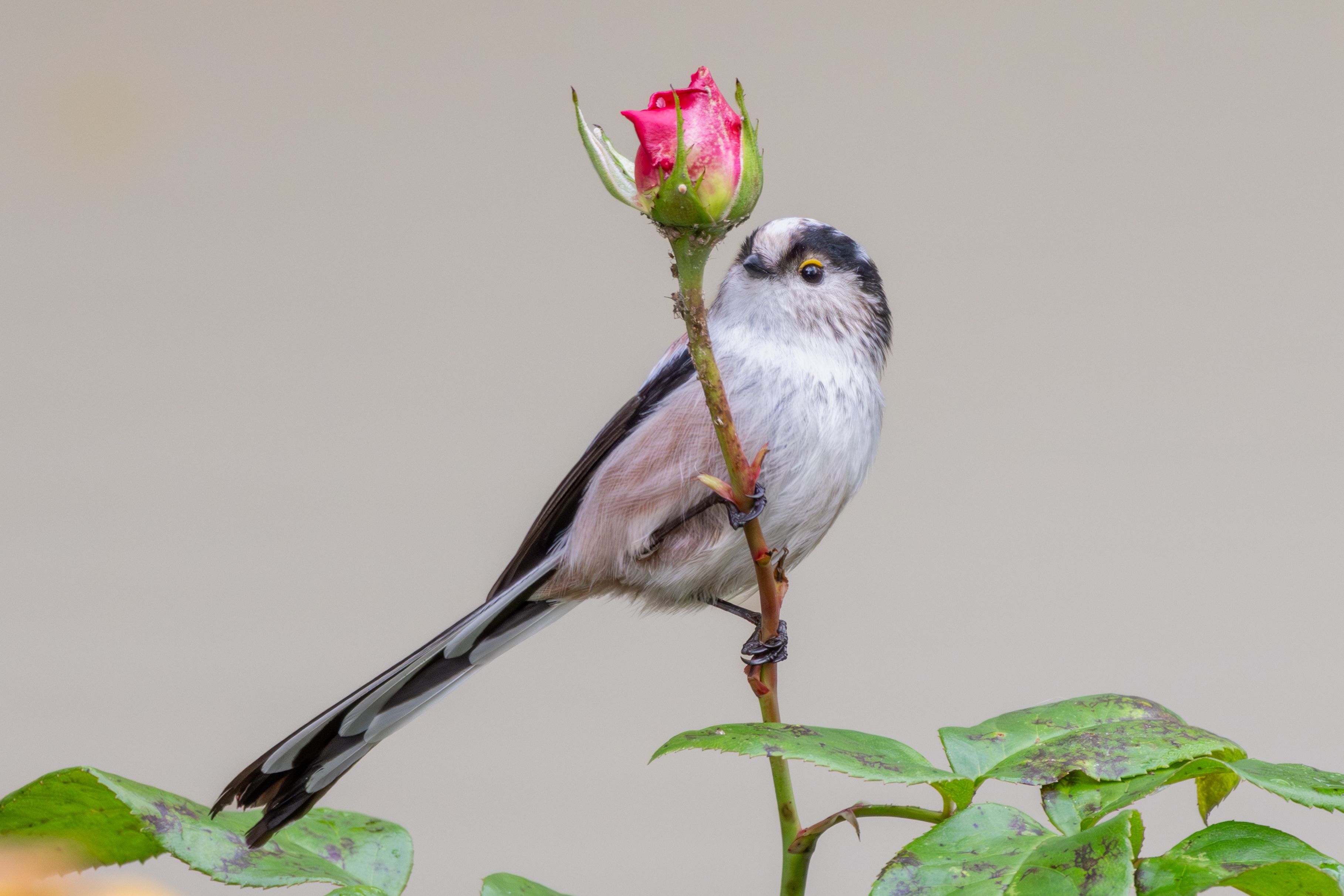 A long-tailed tit (Aegithalos caudatus) on a rose.