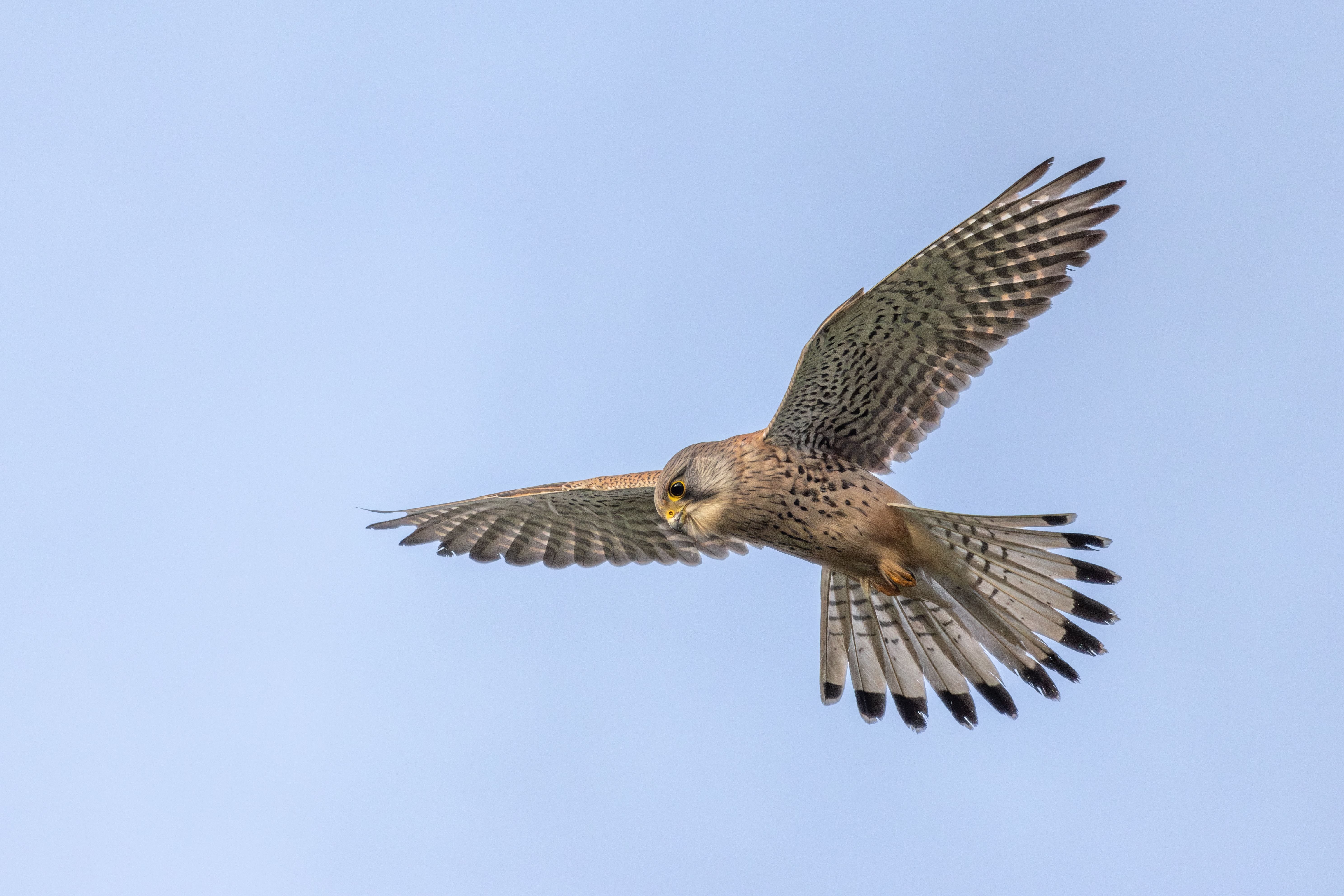 A male Eurasian kestrel (Falco tinnunculus) hovering.