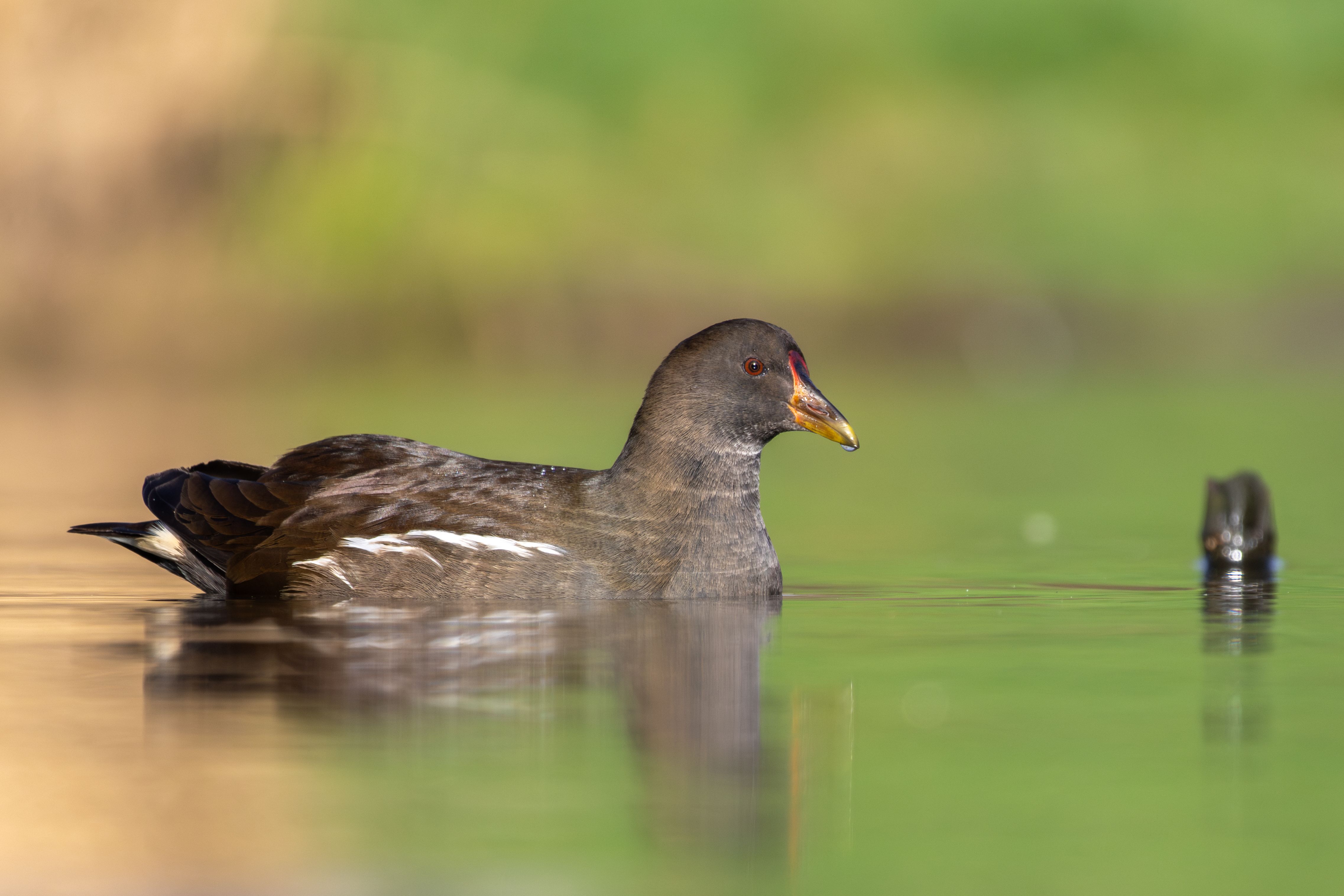 A juvenile common moorhen (Gallinula chloropus) swimming.