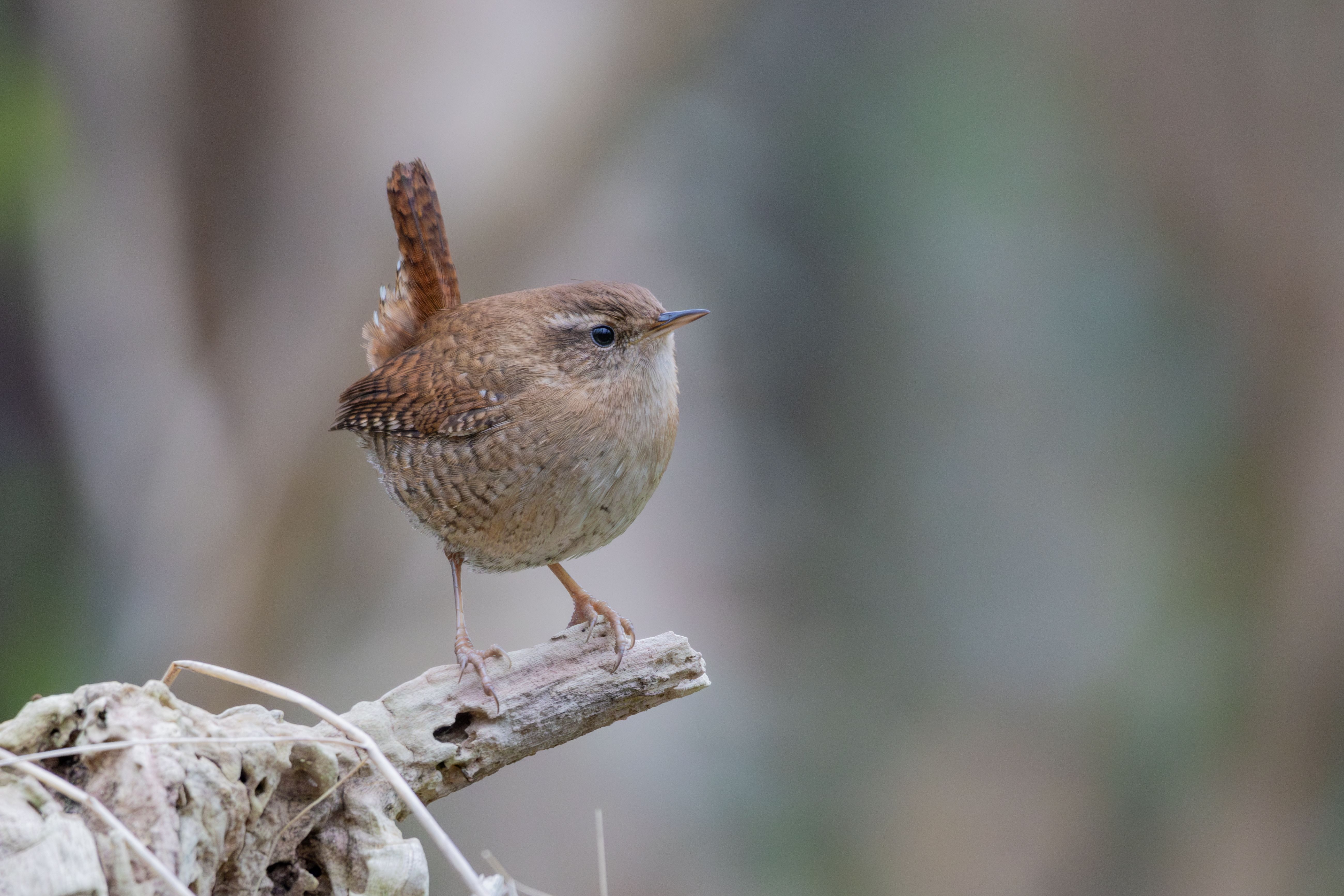 A male Eurasian wren (Troglodytes troglodytes).