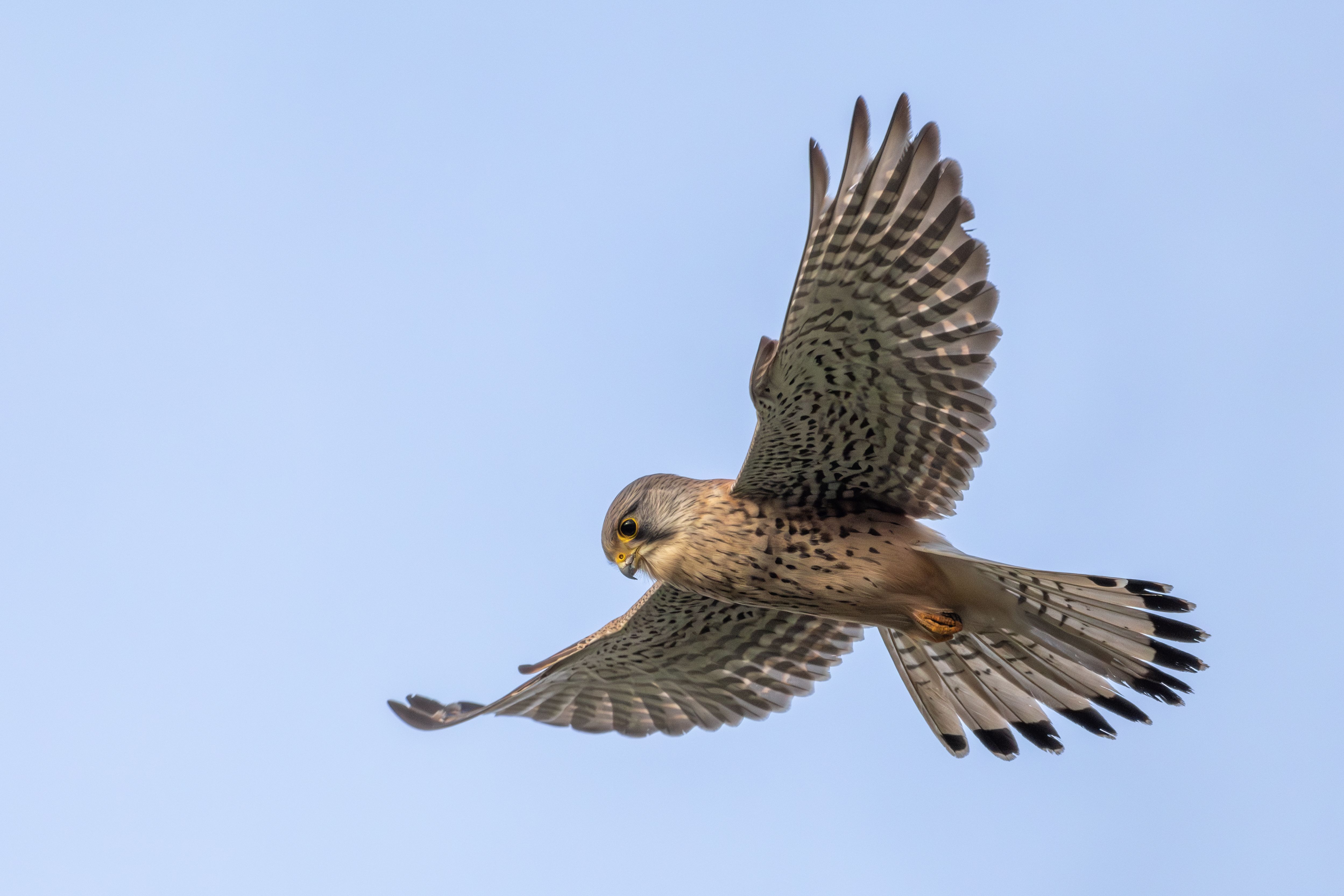 A male Eurasian kestrel (Falco tinnunculus) hovering.