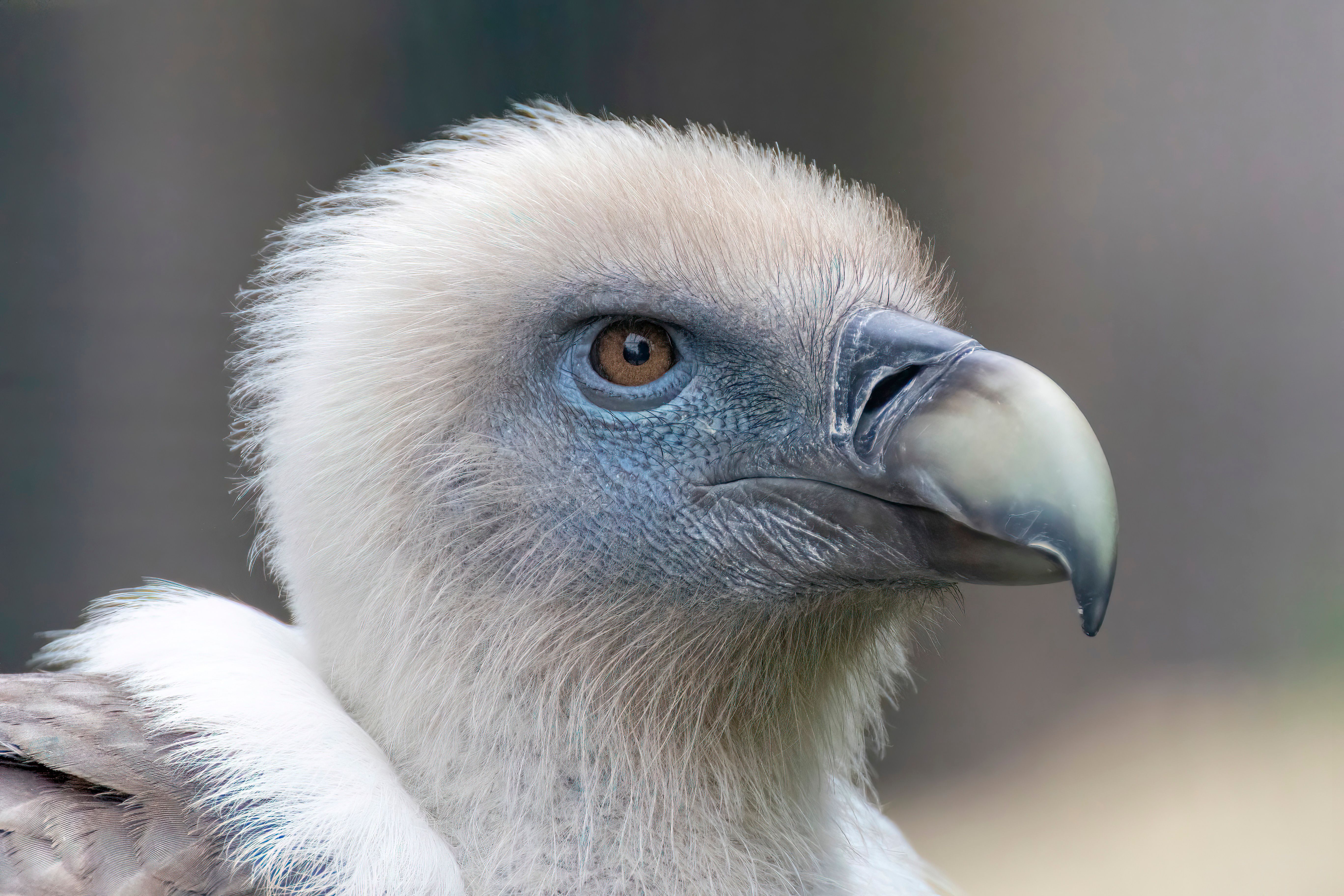 Portrait of a griffon vulture (Gyps fulvus).