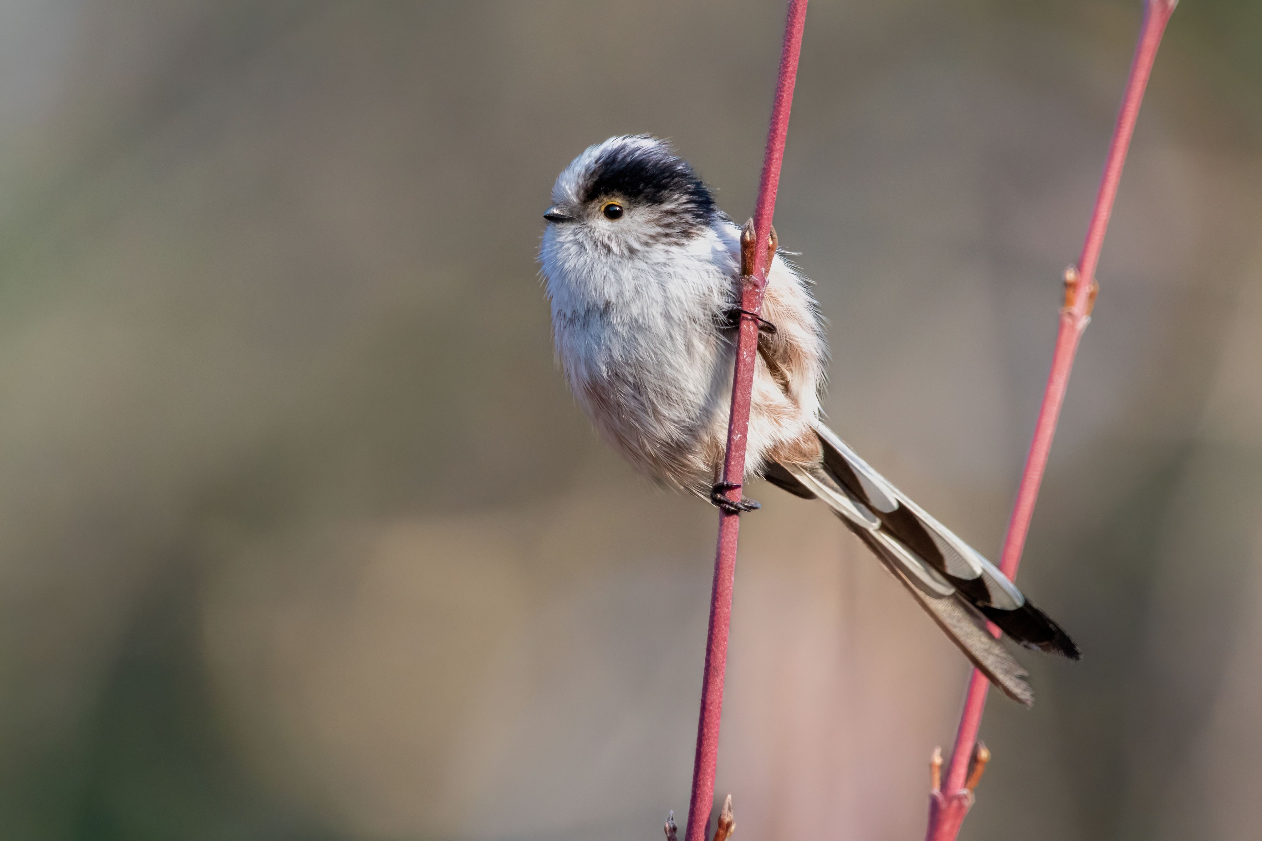 A long-tailed tit (Aegithalos caudatus) on a twig.
