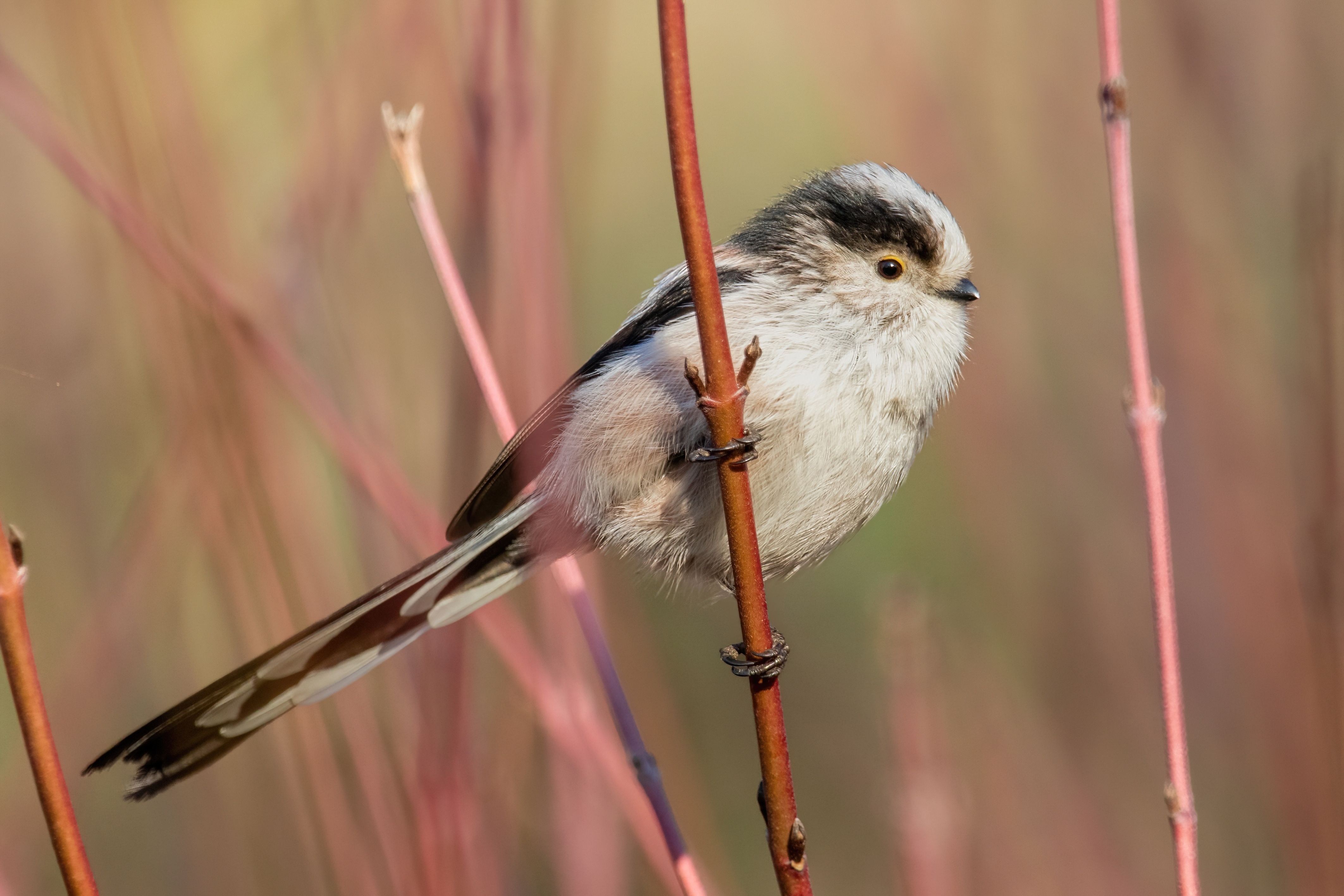 A long-tailed tit (Aegithalos caudatus) on a twig.