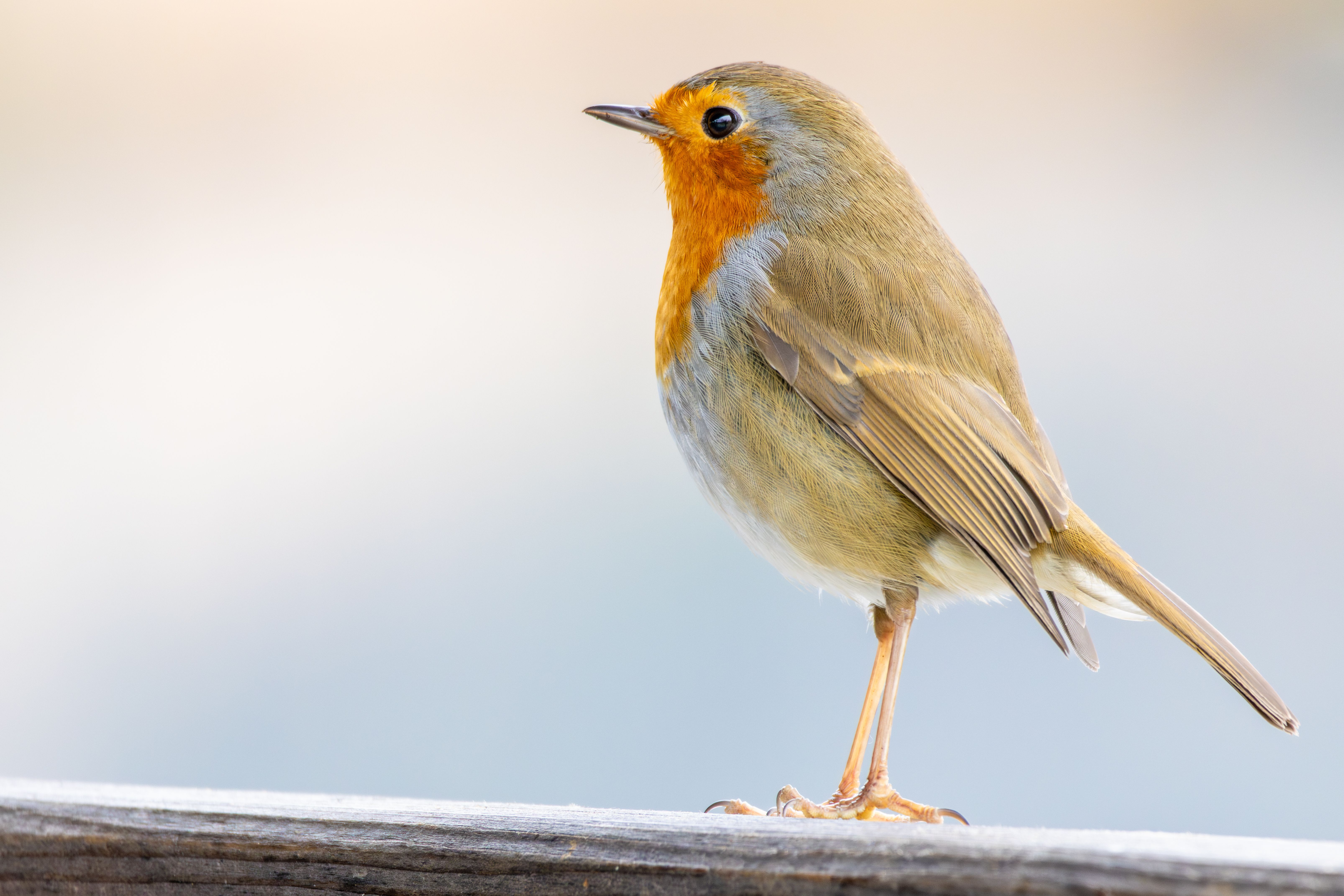 An European robin (Erithacus rubecula).