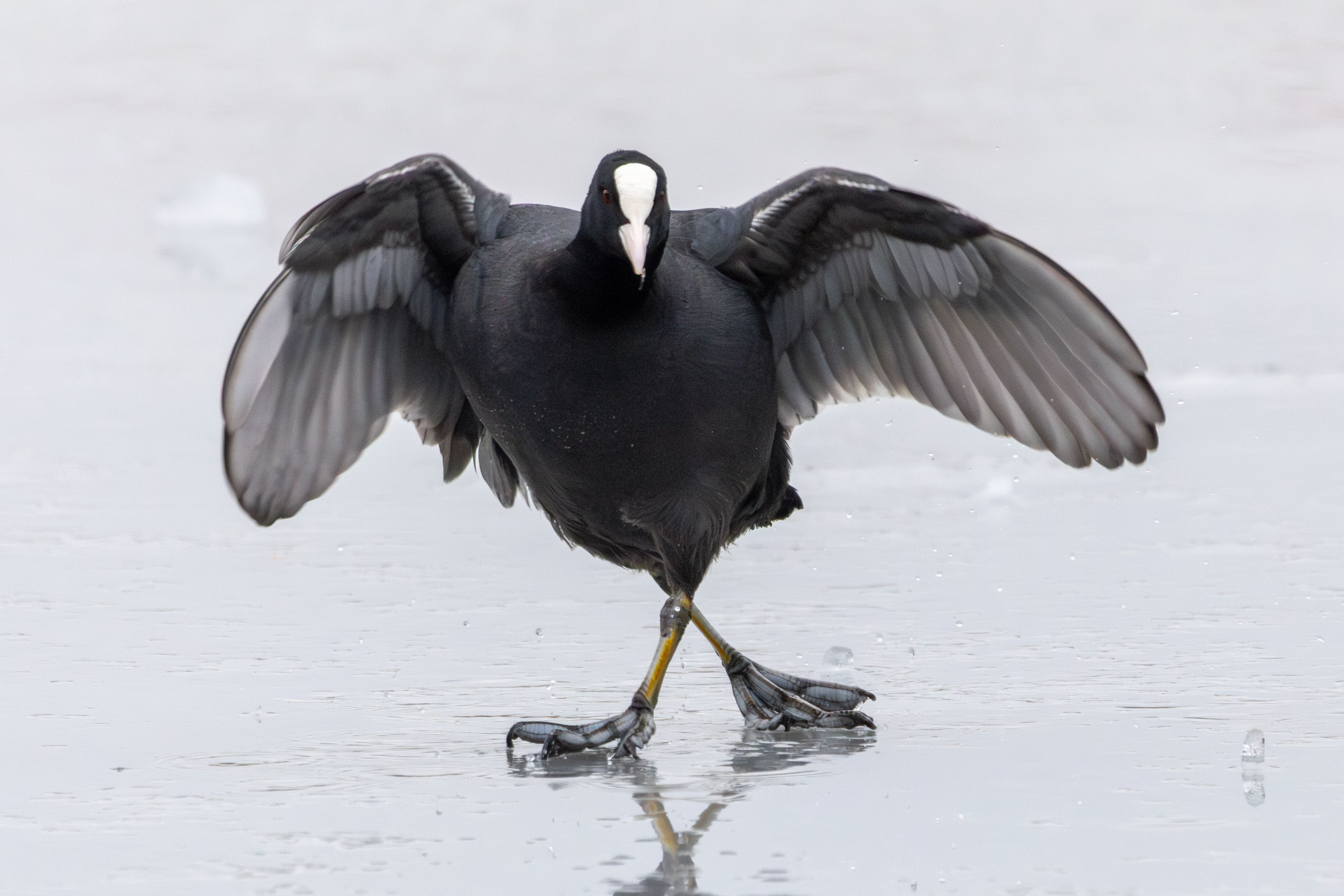 An Eurasian coot (Fulica atra) sliding on ice.