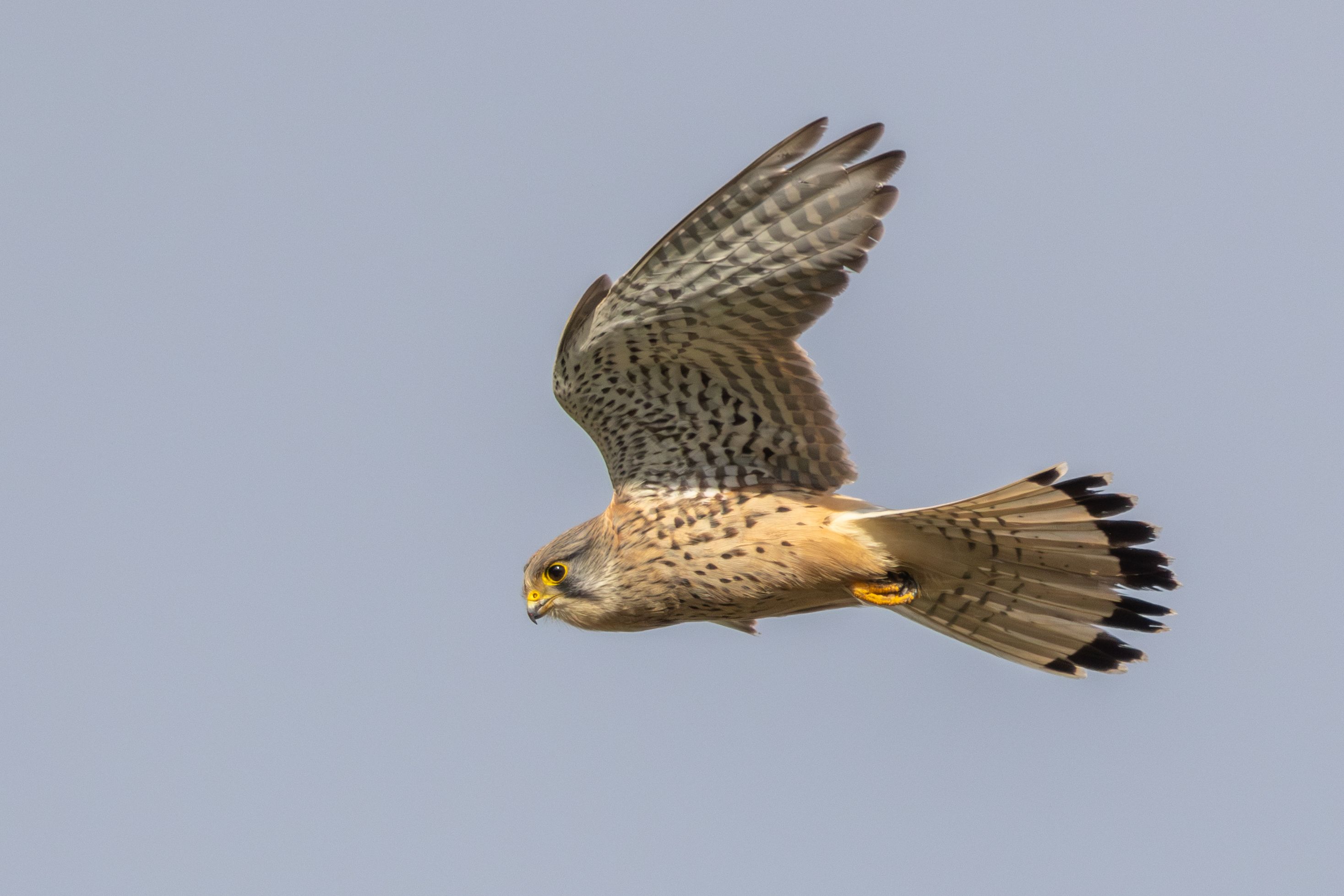 A male Eurasian kestrel (Falco tinnunculus) flying.