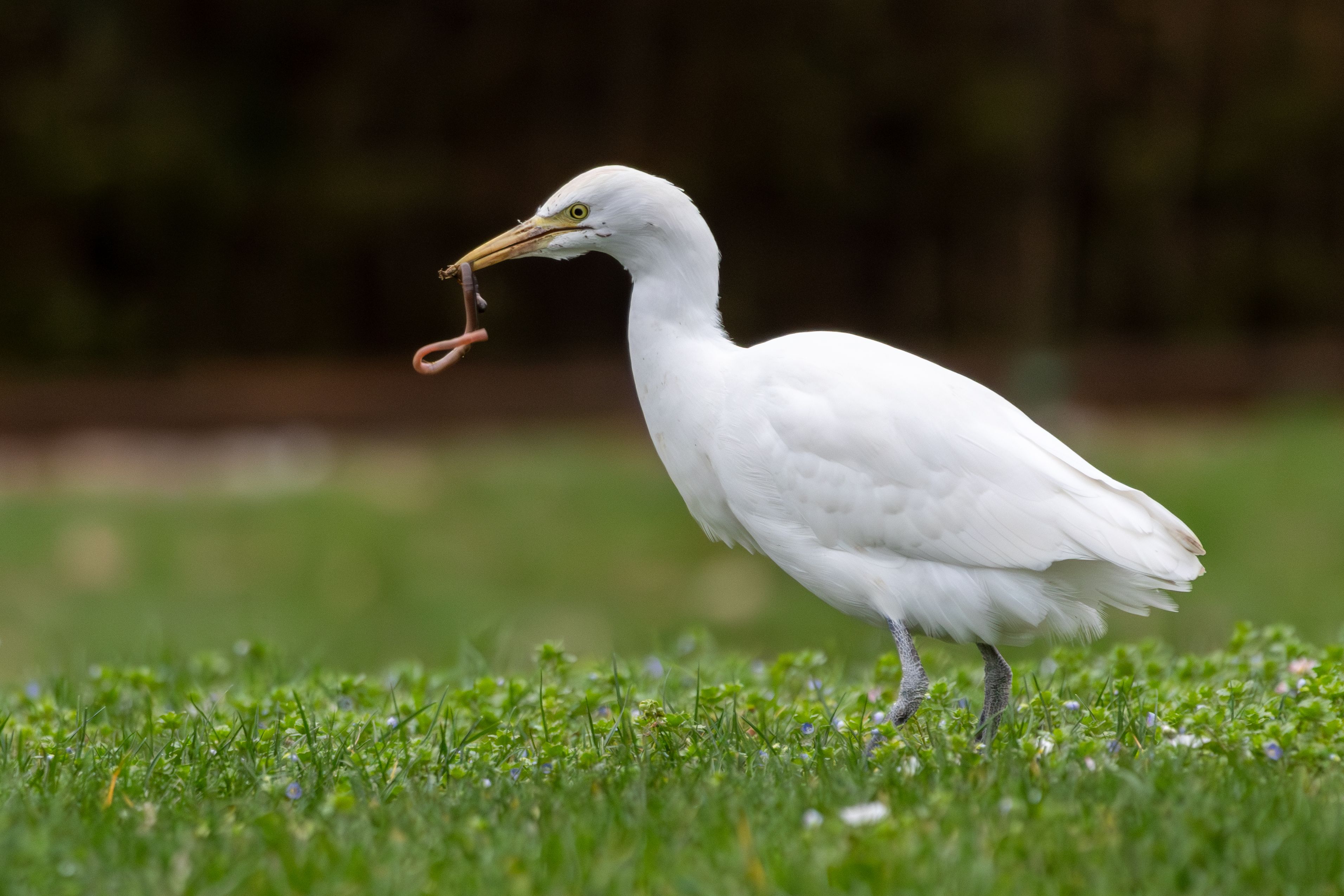 A western cattle egret (Bubulcus ibis) eating a worm.