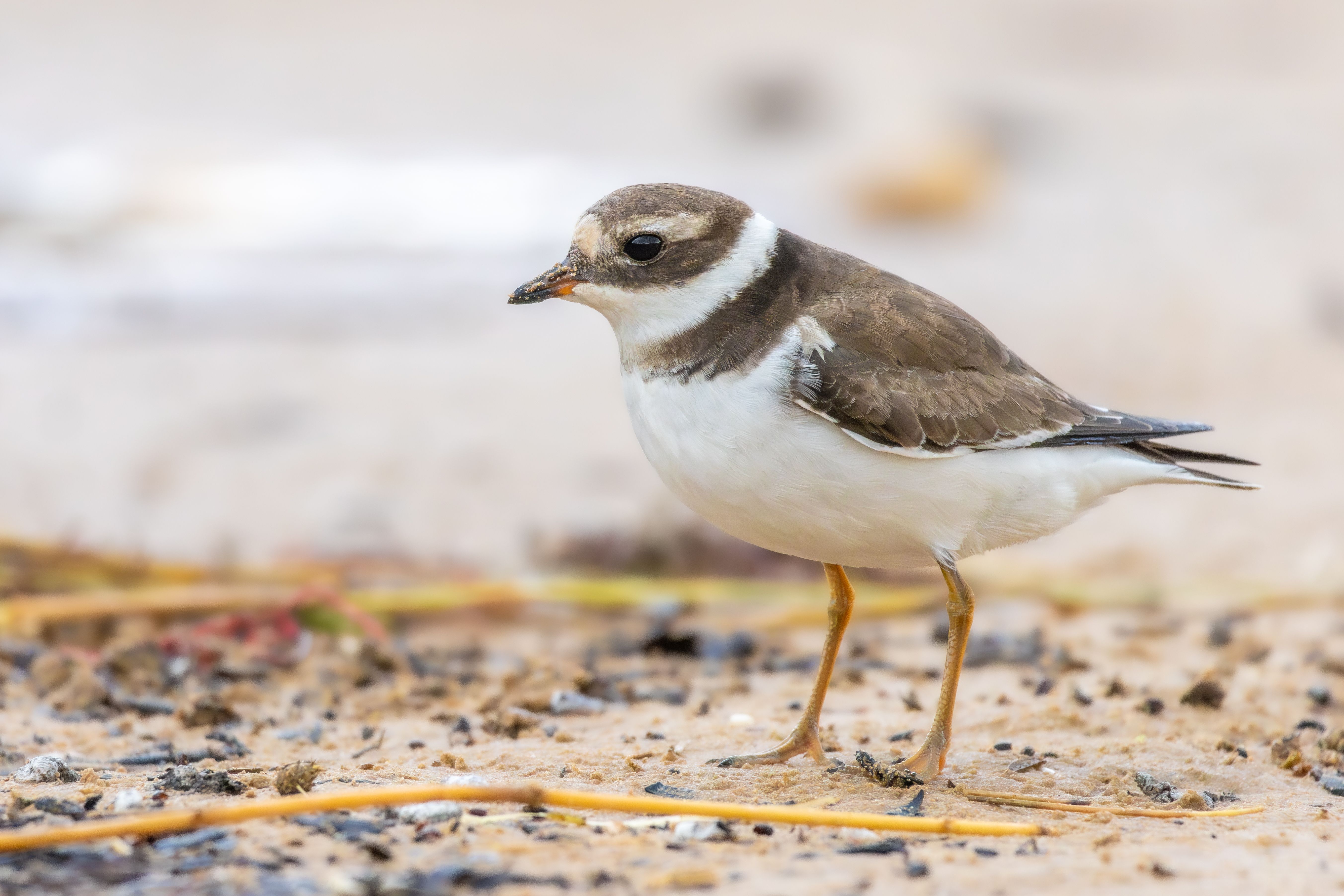 A common ringed plover (Charadrius hiaticula).
