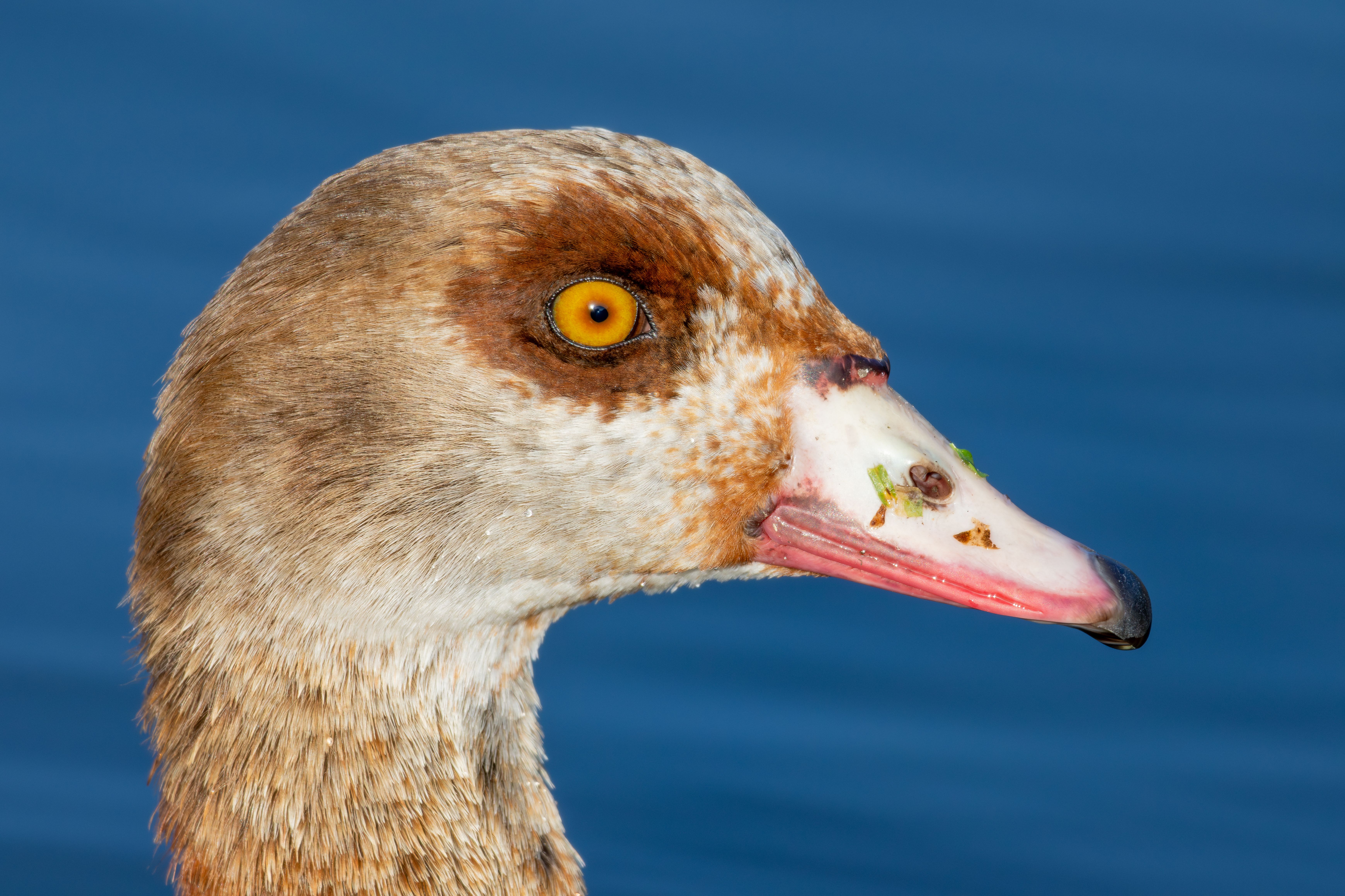 Portrait of an Egyptian goose (Alopochen aegyptiaca).