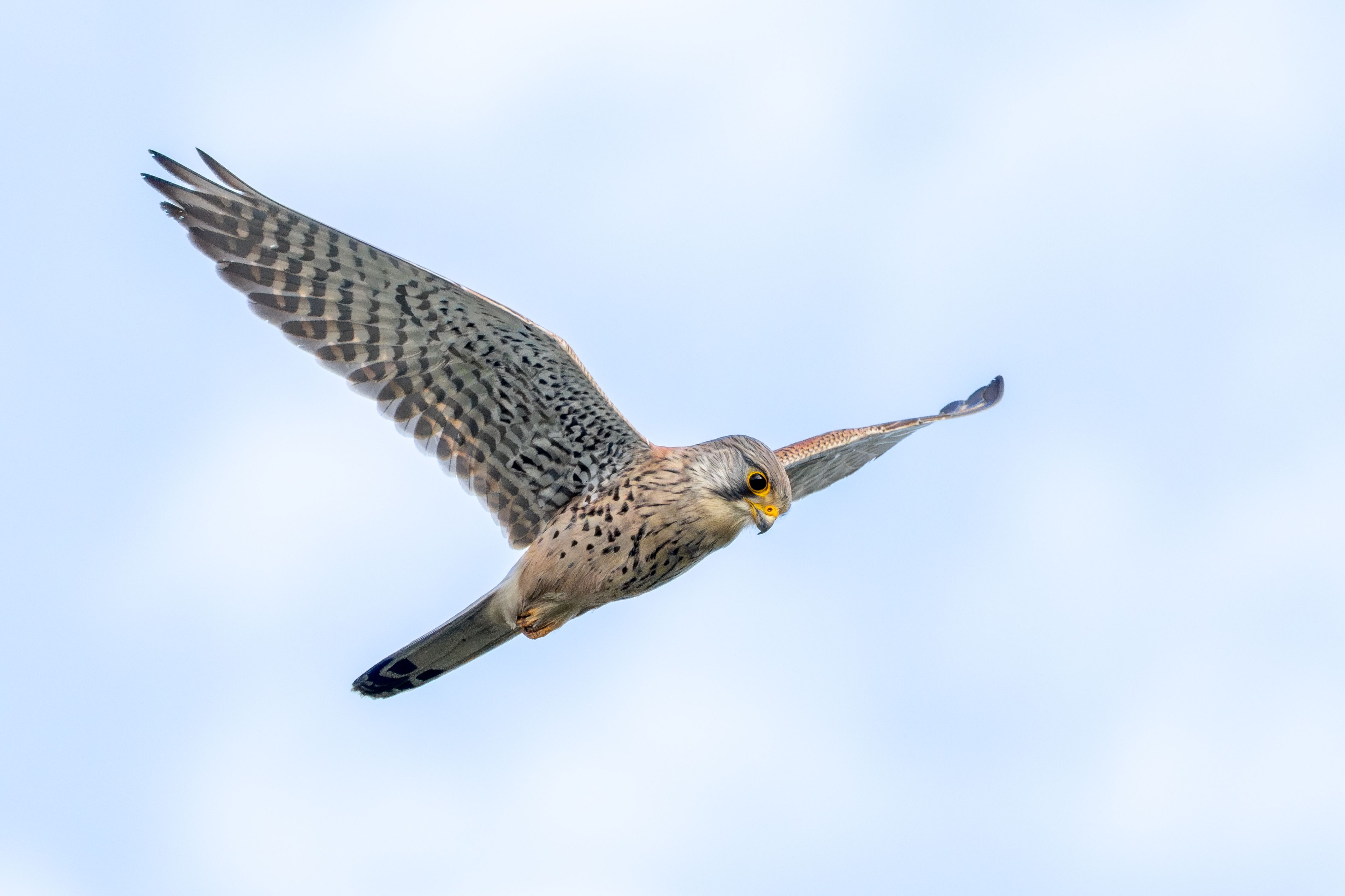A male Eurasian kestrel (Falco tinnunculus) hovering.