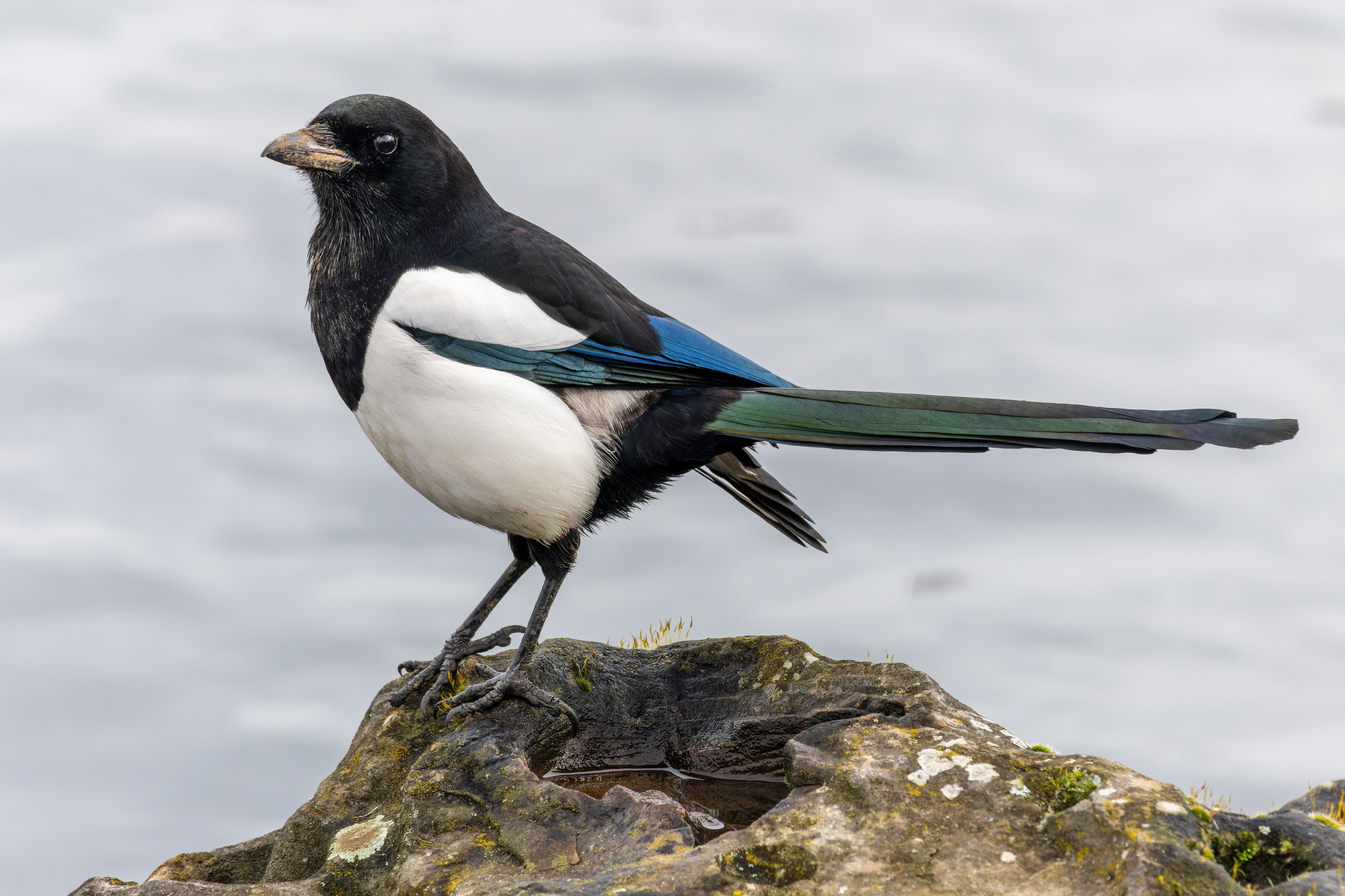 An Eurasian magpie (Pica pica).