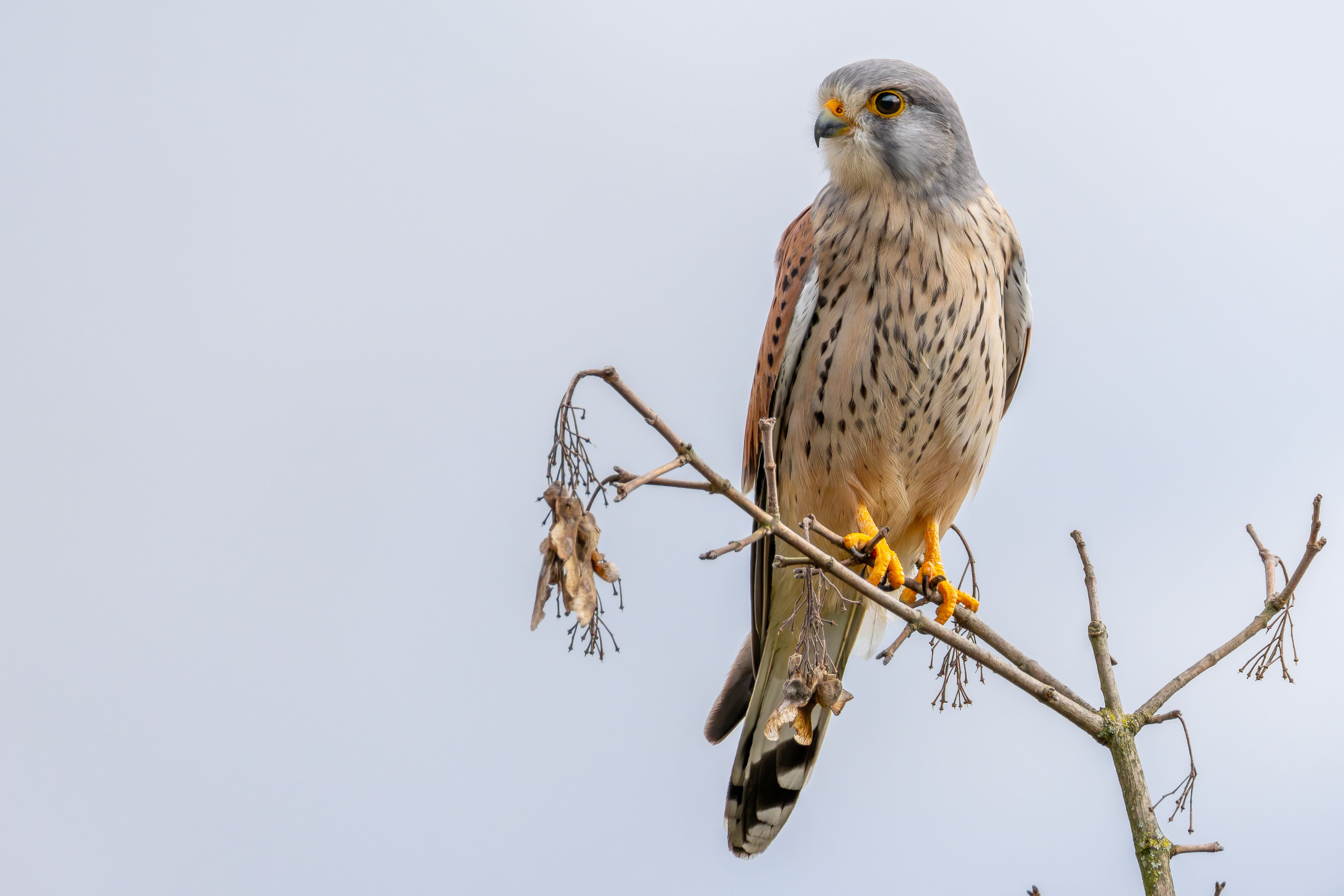 A male Eurasian kestrel (Falco tinnunculus) on a branch.