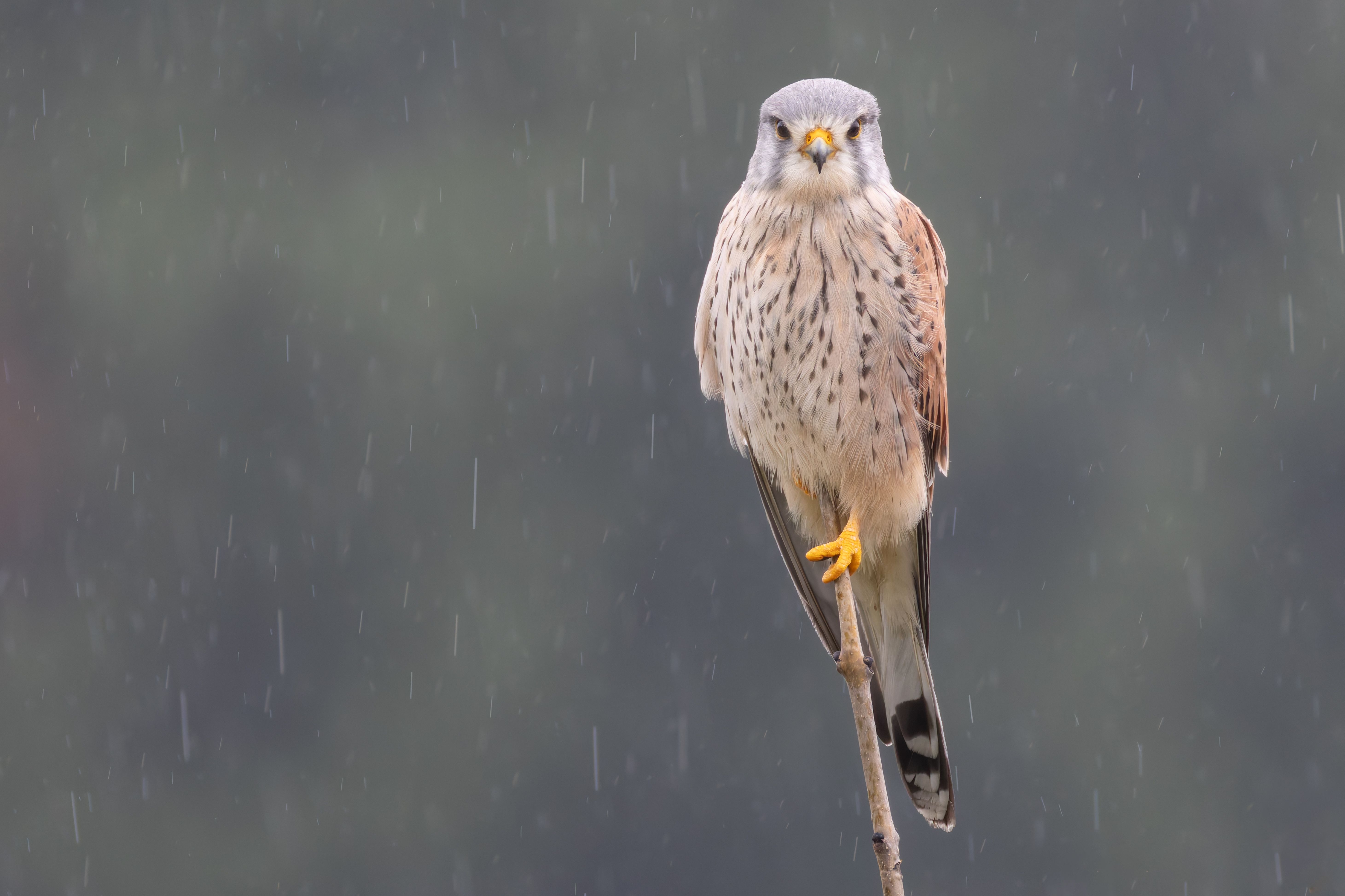 A male Eurasian kestrel (Falco tinnunculus) on a branch under the rain.