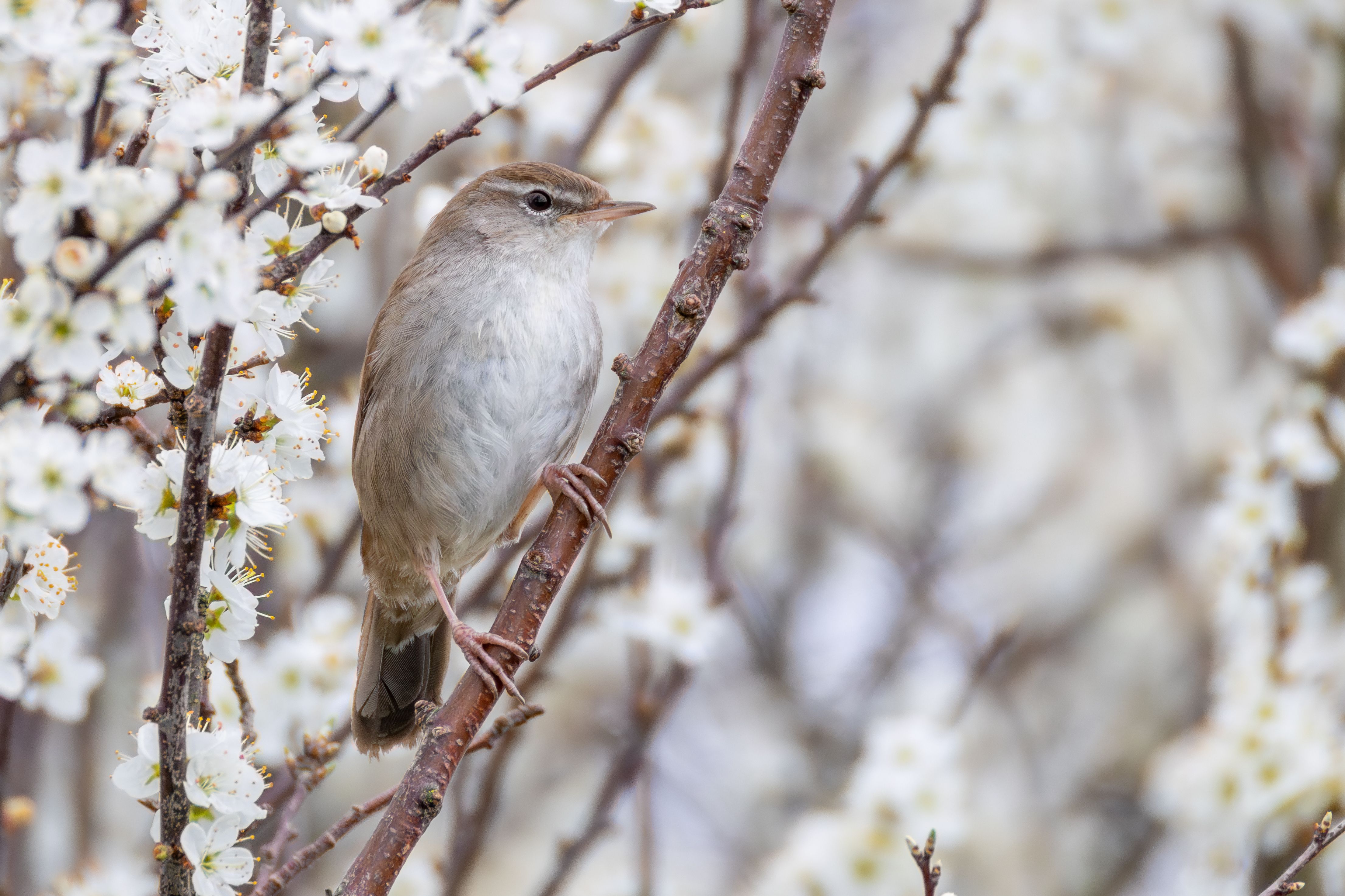 A Cetti's warbler (Cettia cetti).
