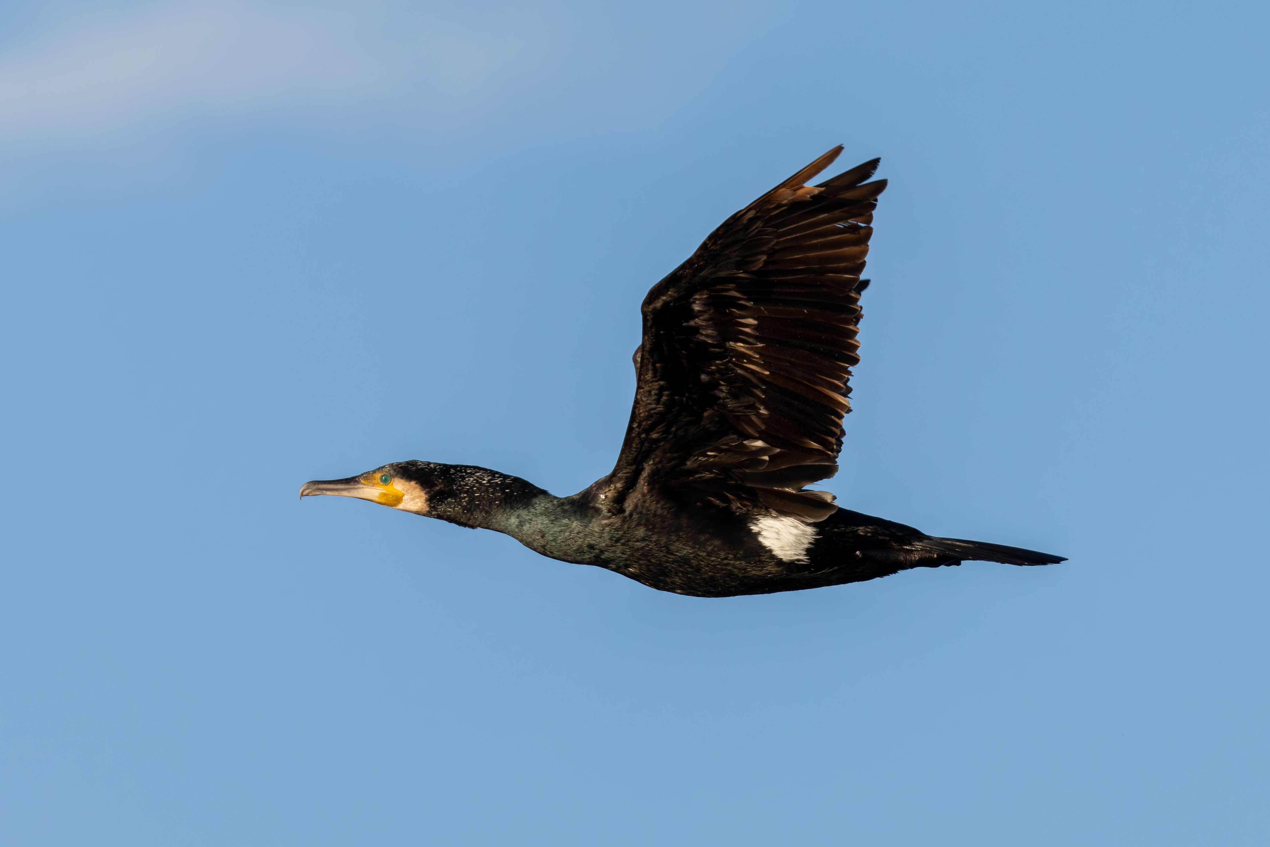 A great cormorant (Phalacrocorax carbo) flying.