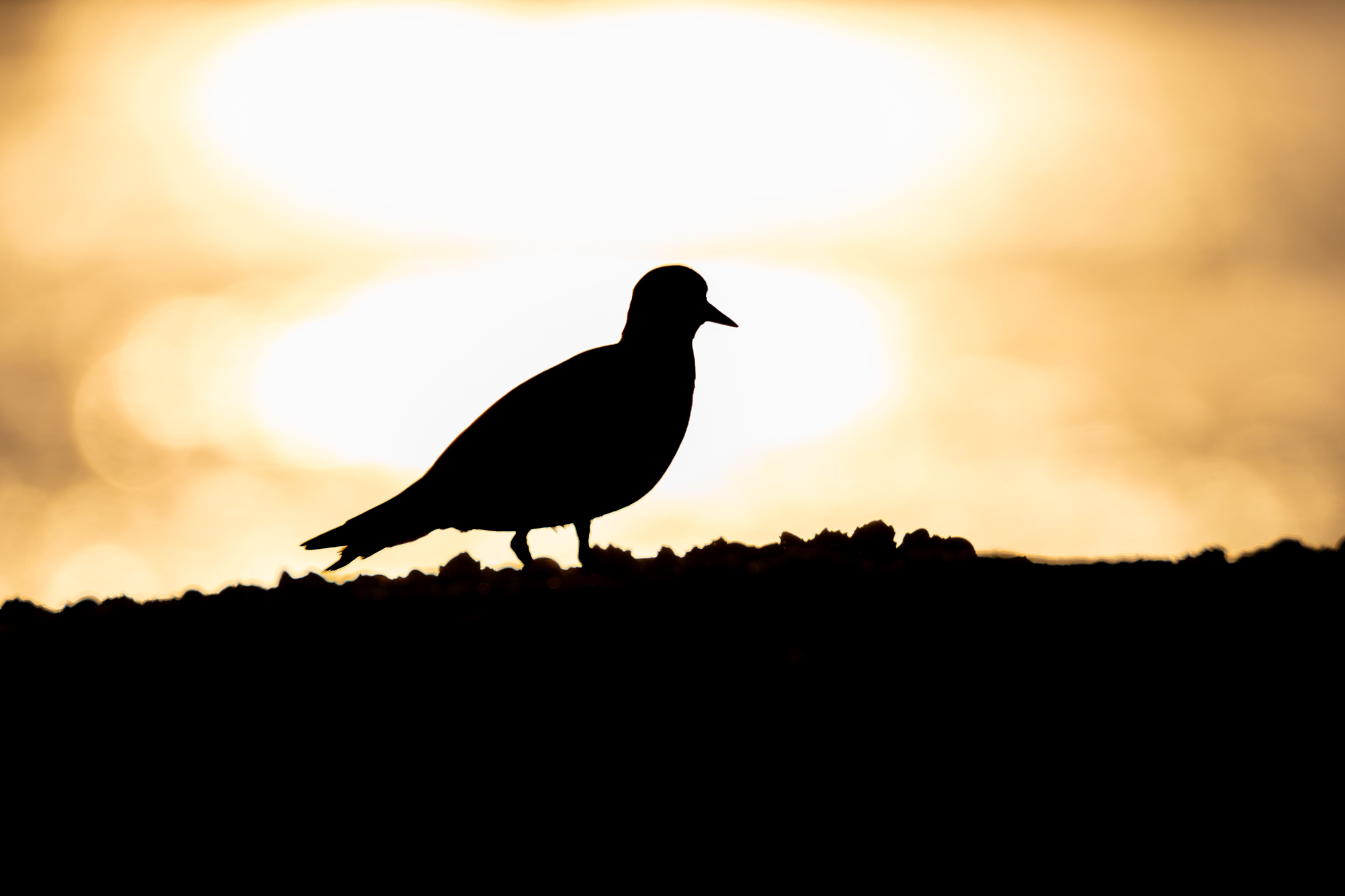 A ruddy turnstone (Arenaria interpres) at sunset.