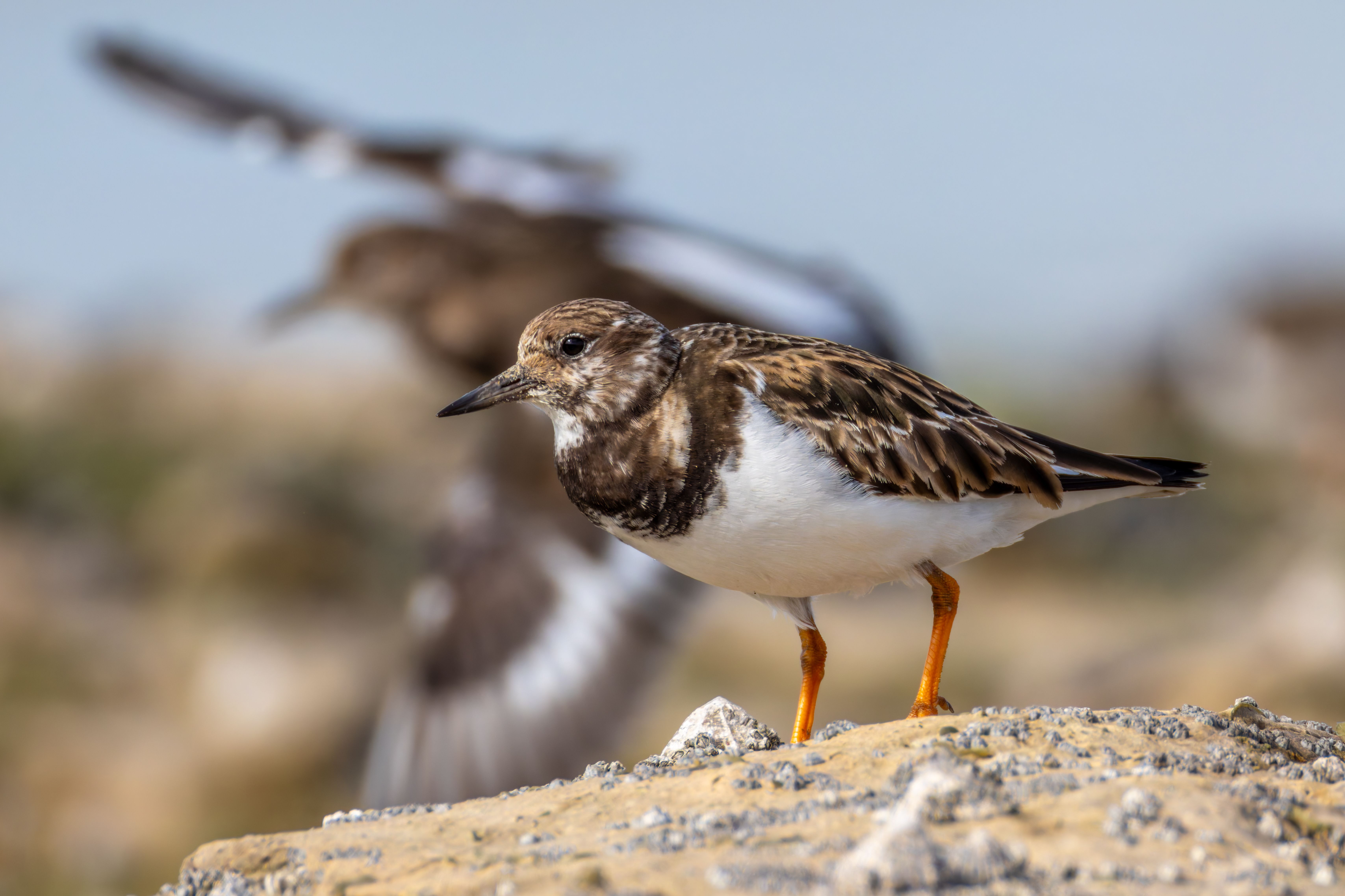 A ruddy turnstone (Arenaria interpres).