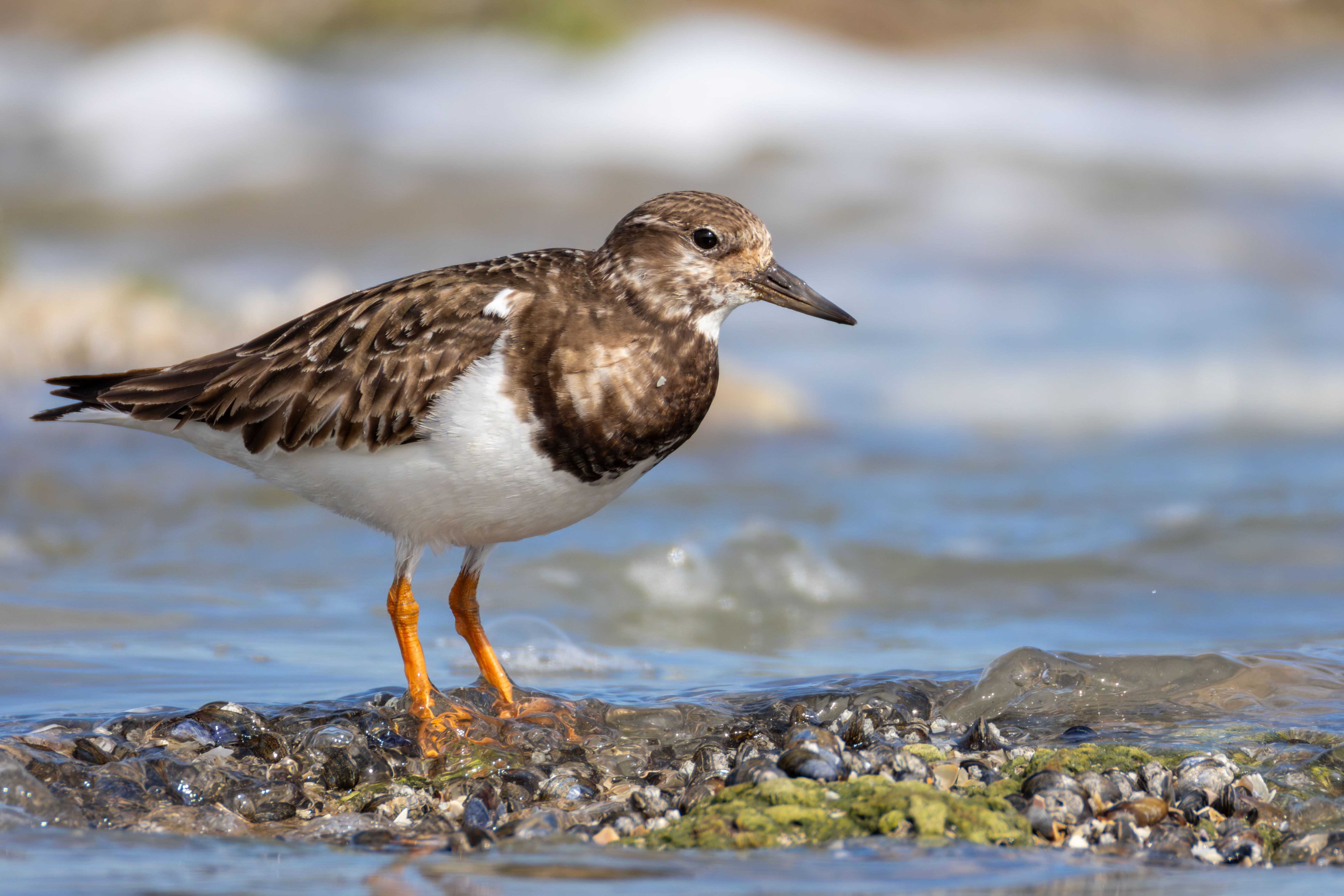 A ruddy turnstone (Arenaria interpres).