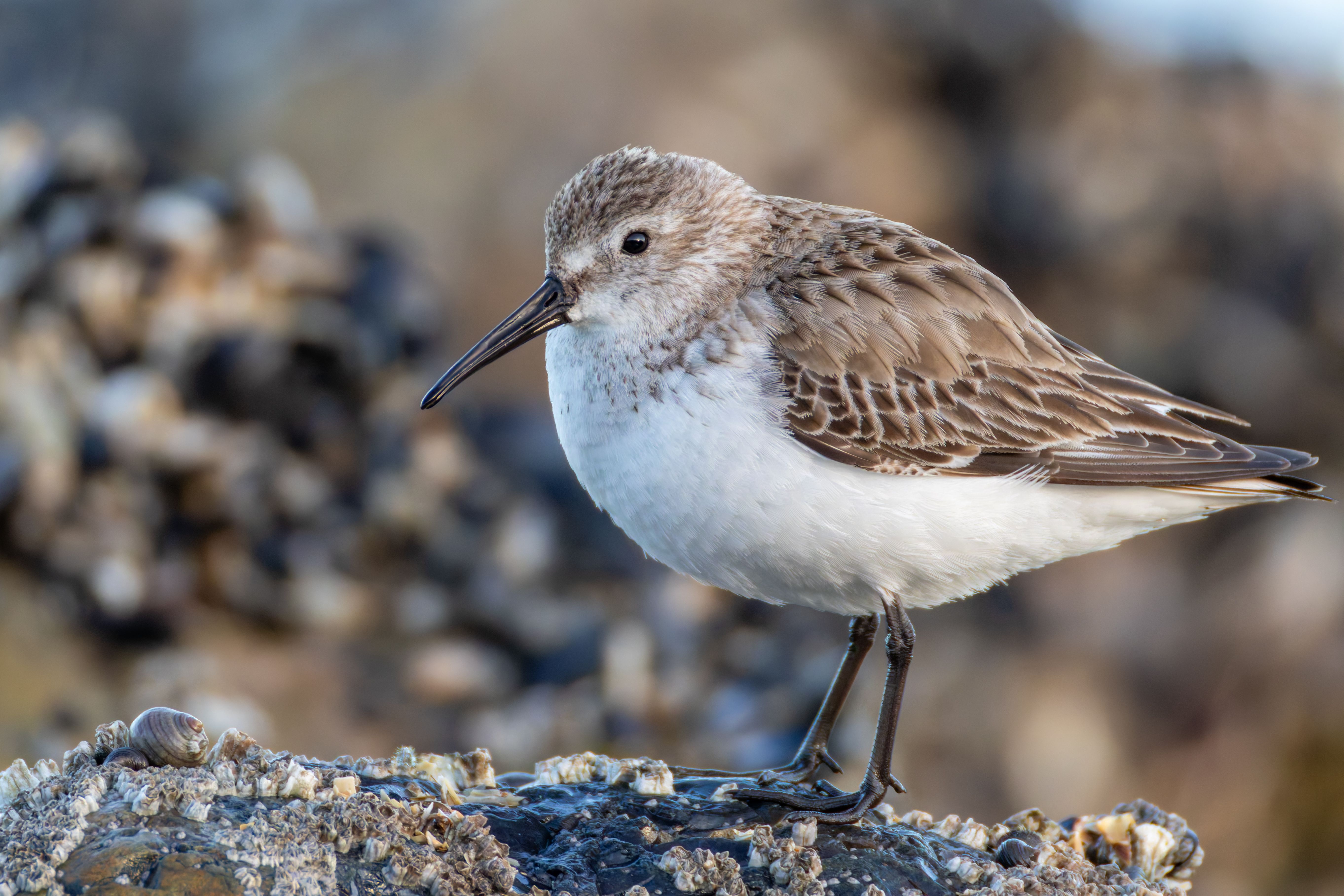 A dunlin (Calidris alpina).
