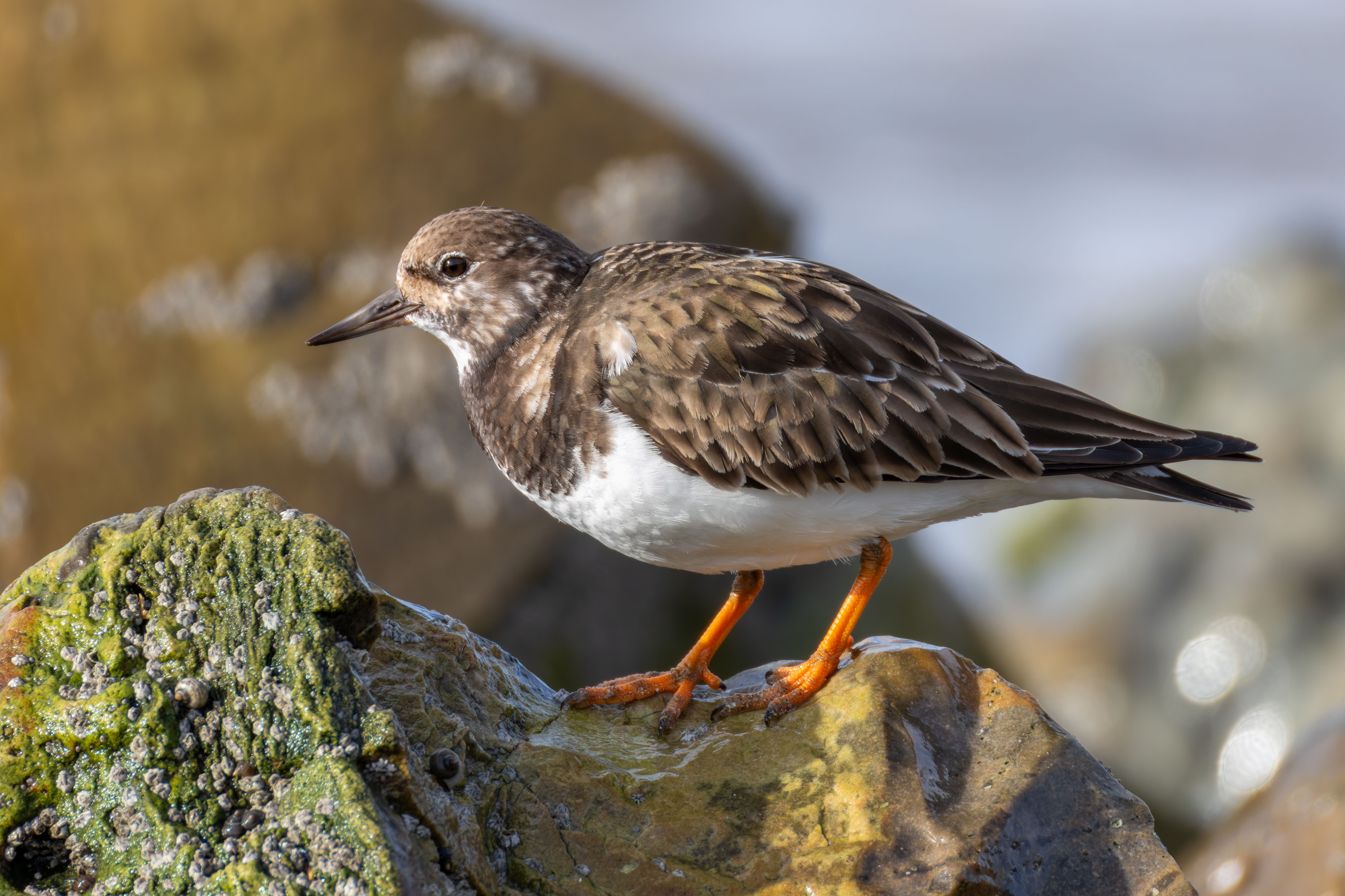 A ruddy turnstone (Arenaria interpres).