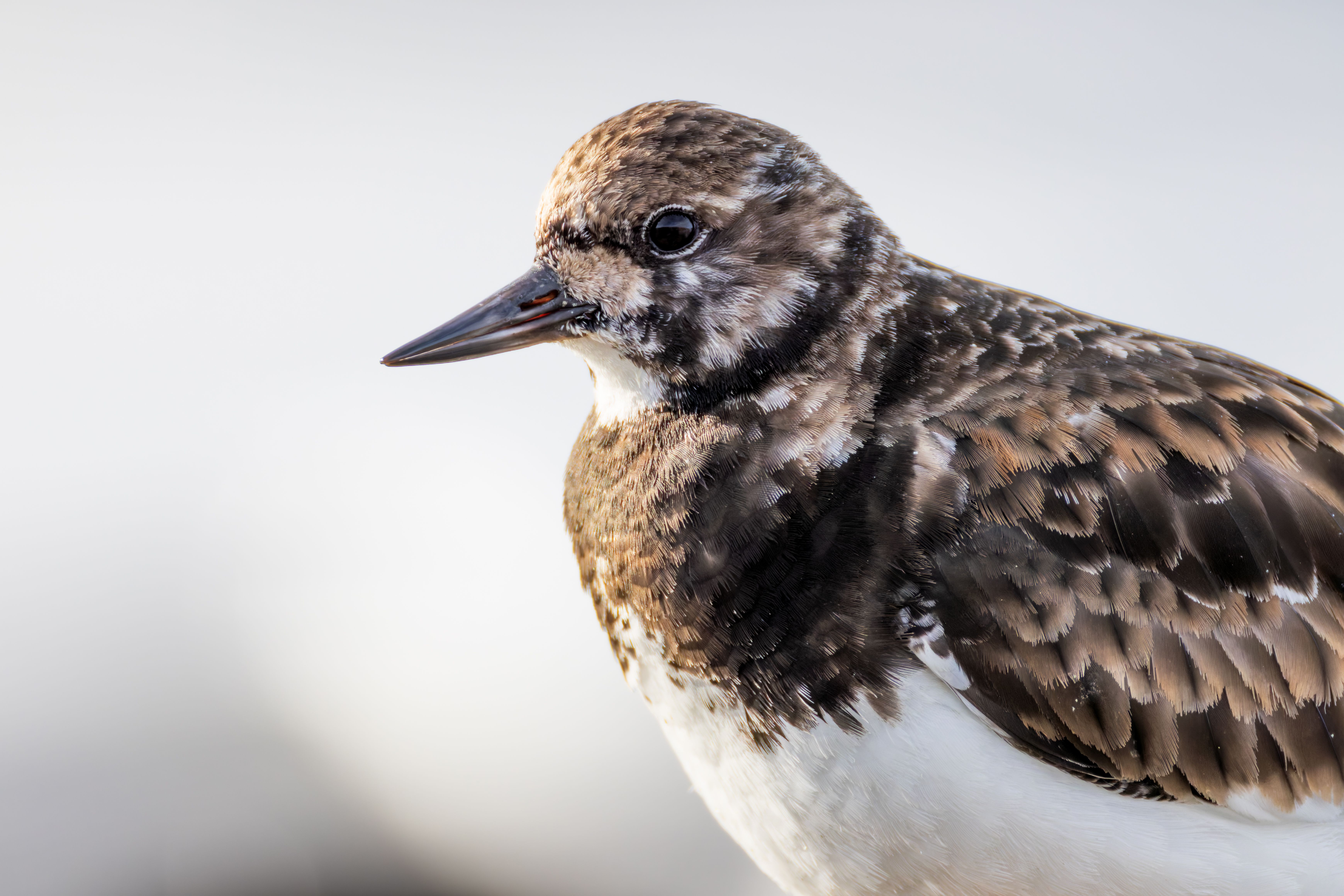 Portrait of ruddy turnstone (Arenaria interpres).