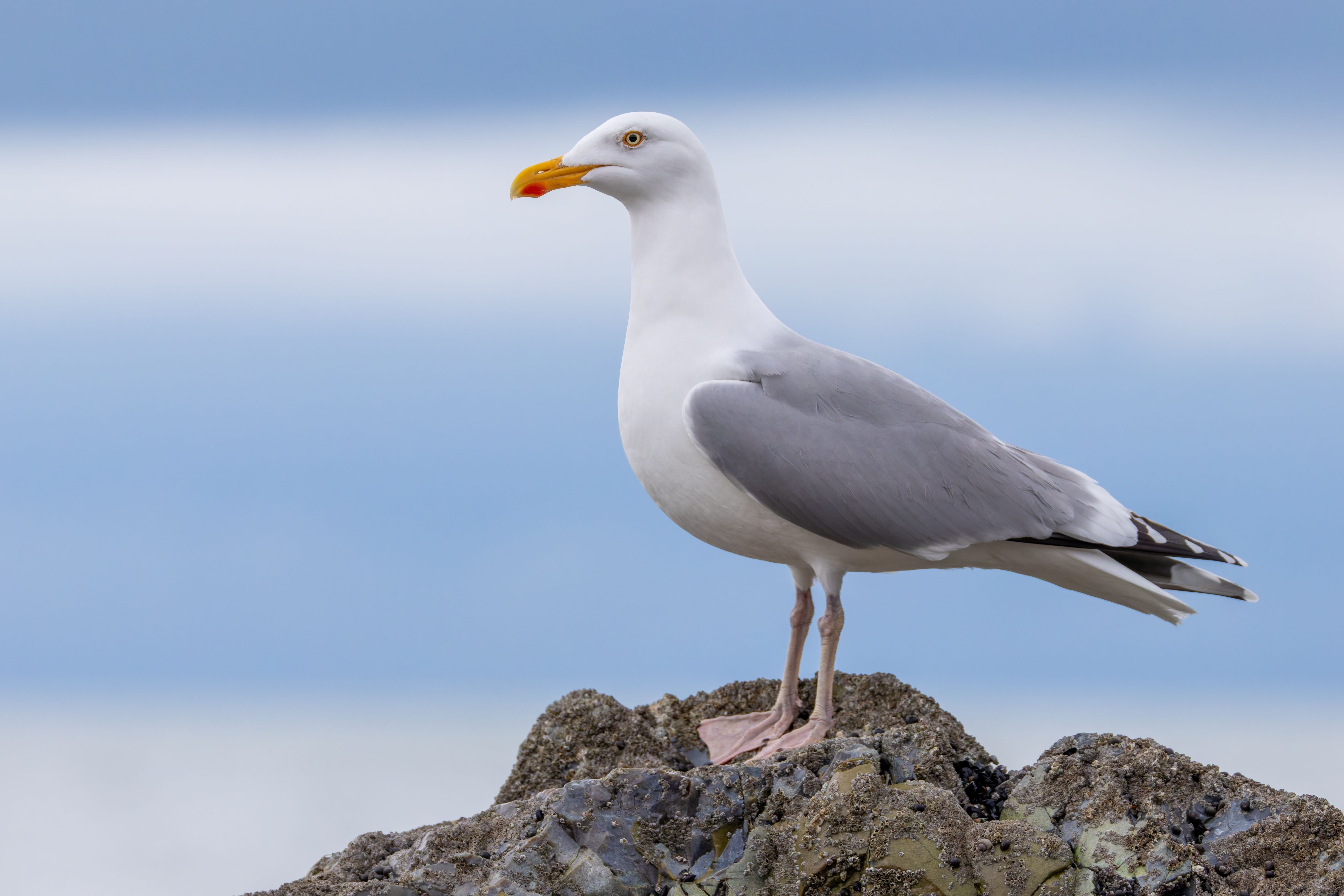 An herring gull (Larus argentatus).
