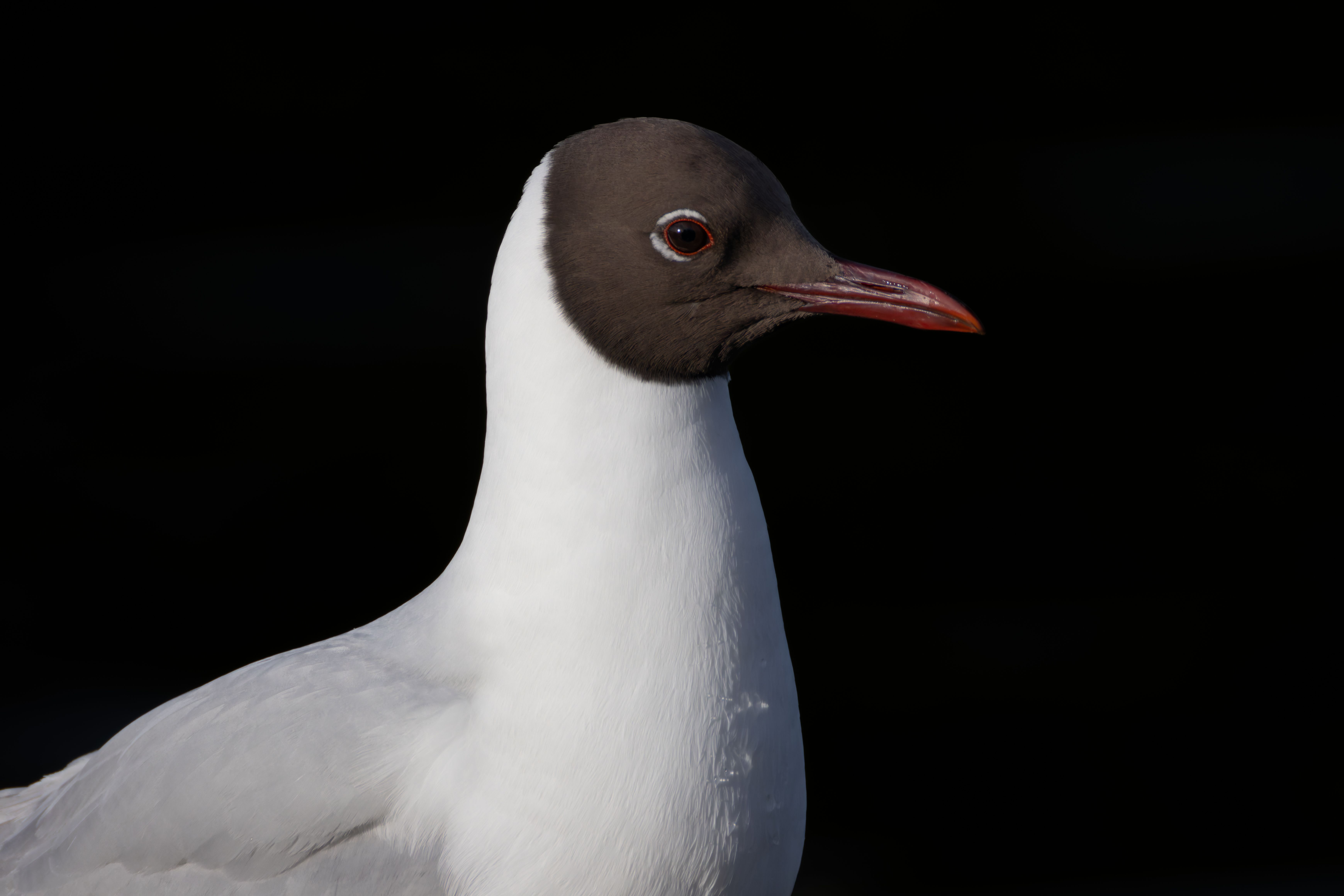 Portrait of a black-headed gull (Chroicocephalus ridibundus).