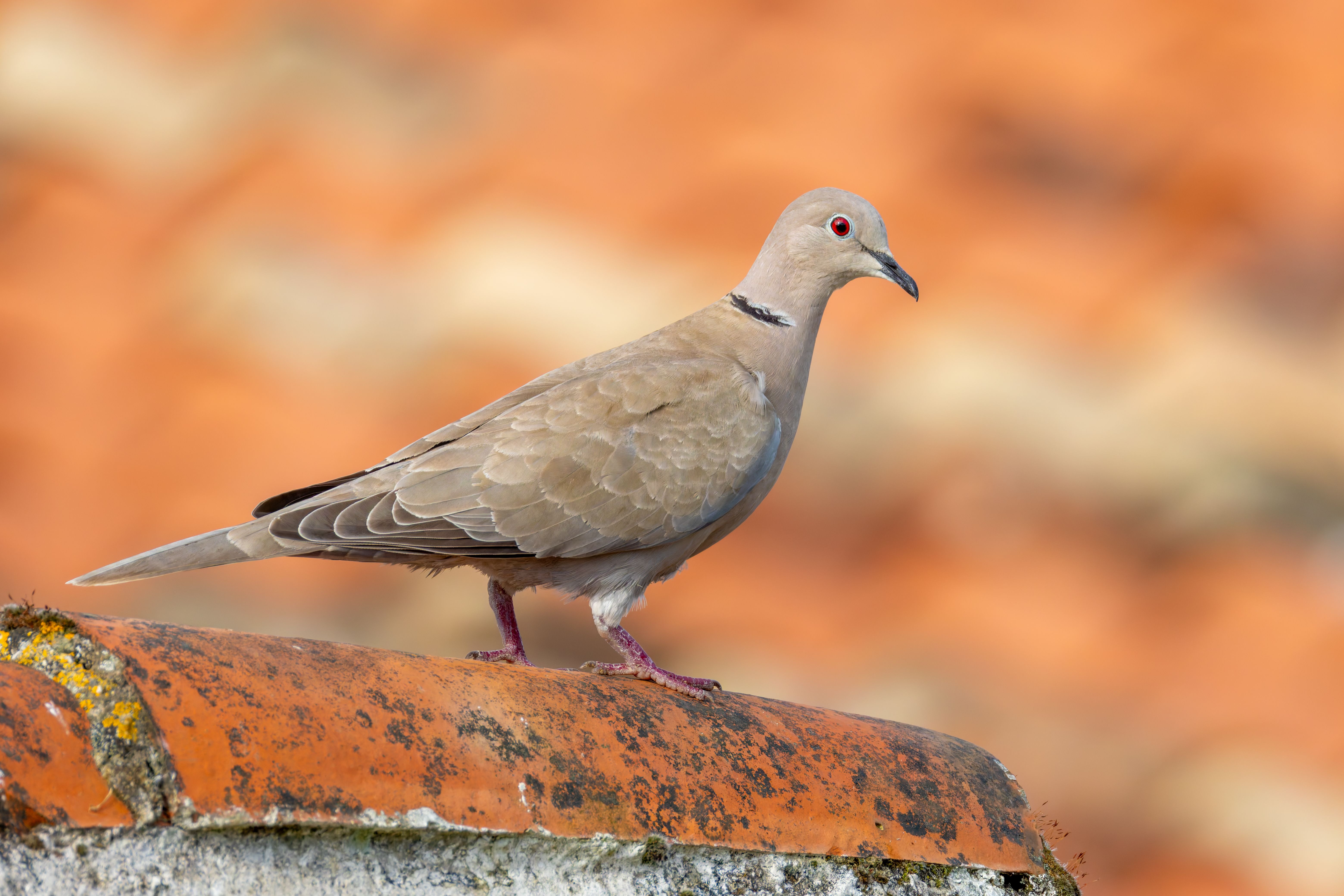 An Eurasian collared dove (Streptopelia decaocto) in front of a brick roof.