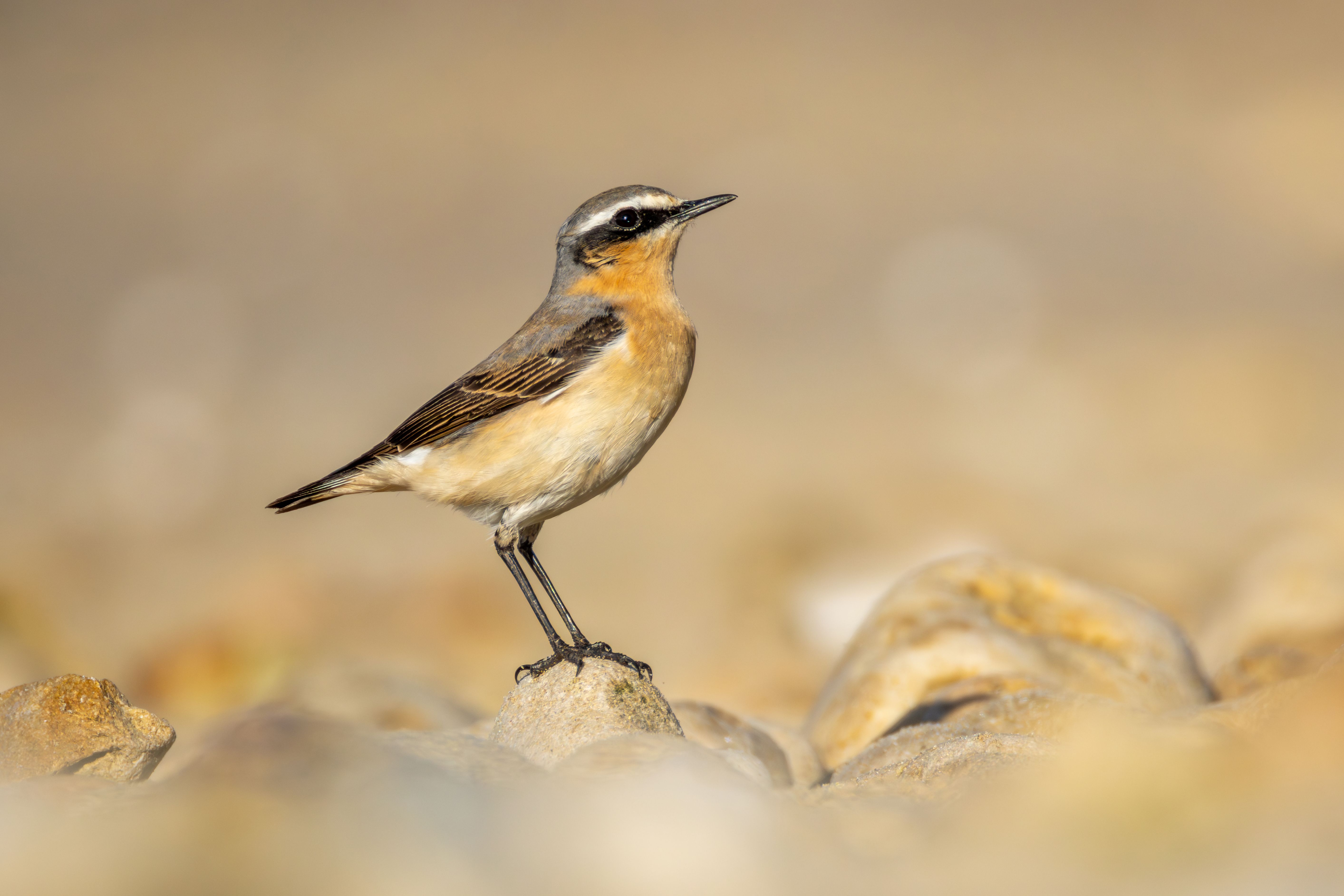 A male northern wheatear (Oenanthe oenanthe) on a rock.