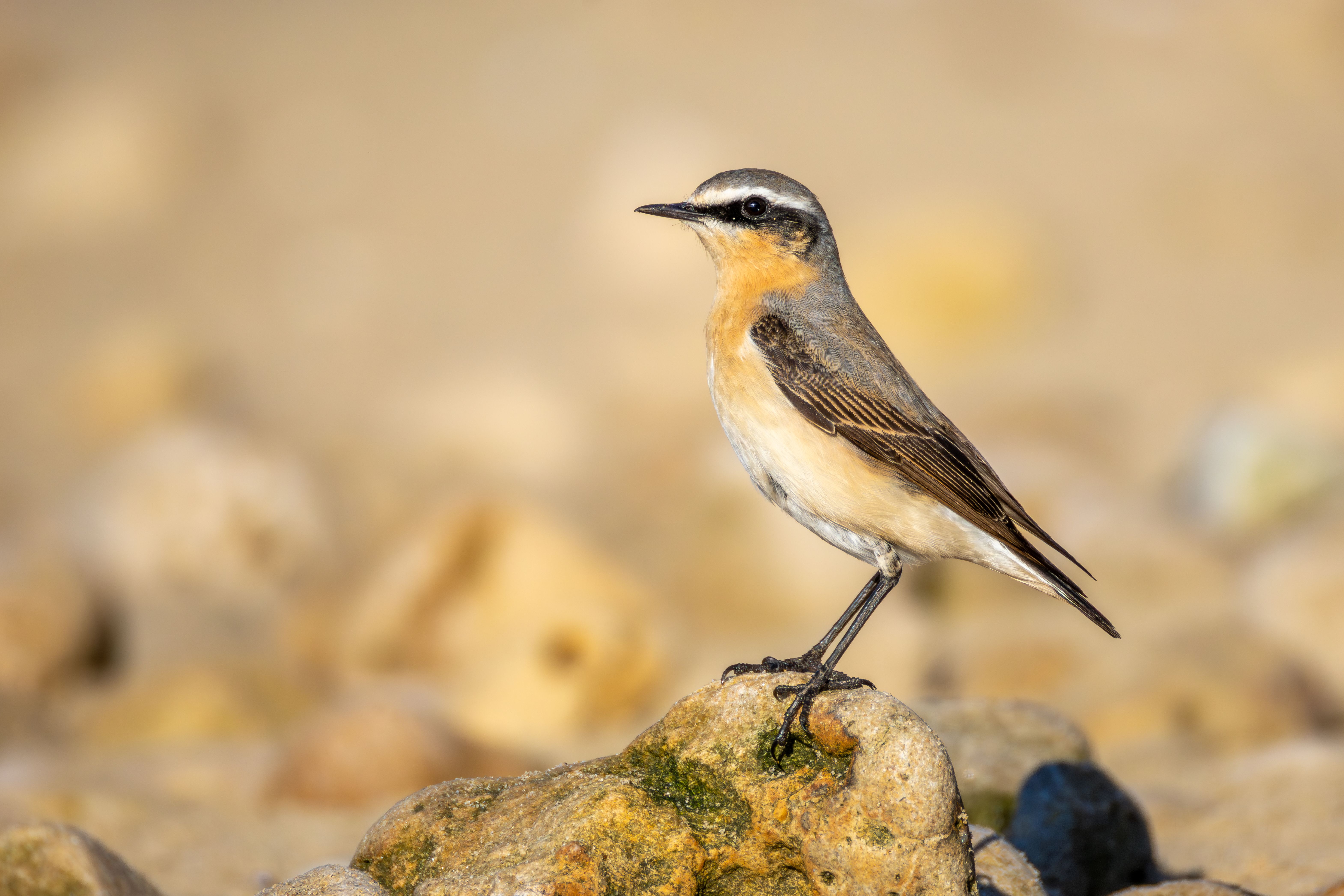 A male northern wheatear (Oenanthe oenanthe) on a rock.