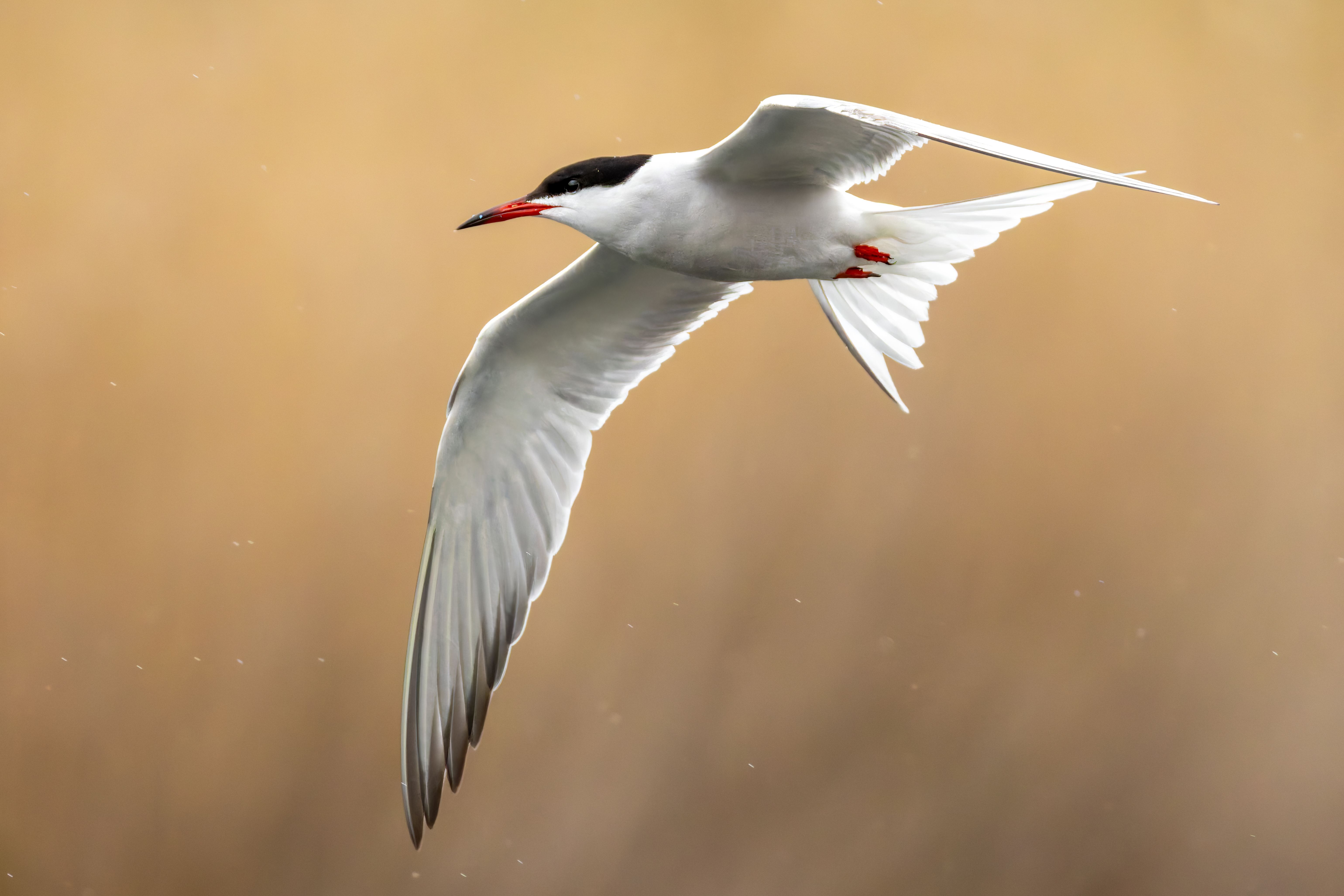 A common tern (Sterna hirundo) flying.