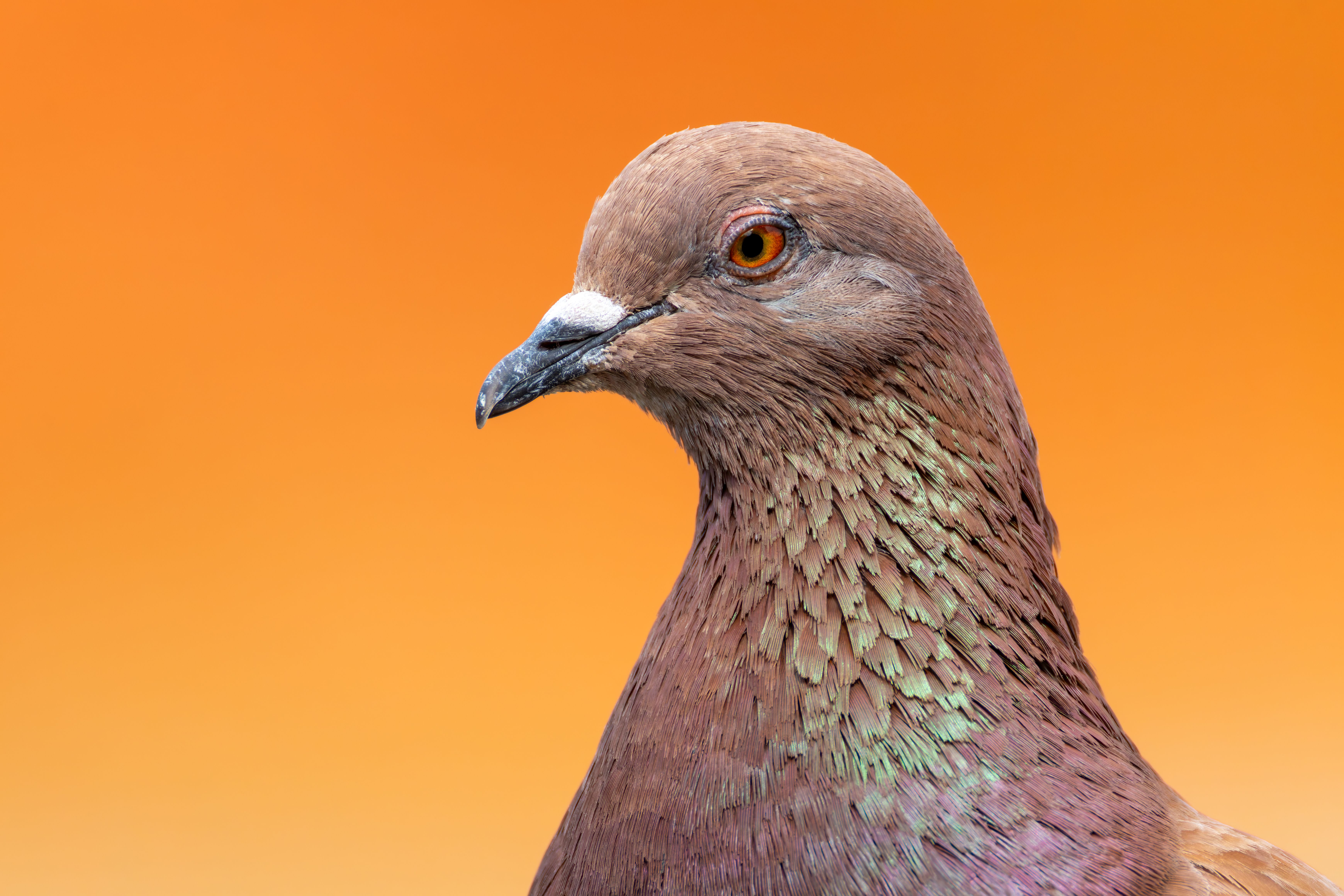 Portrait of a feral pigeon (Columba livia).