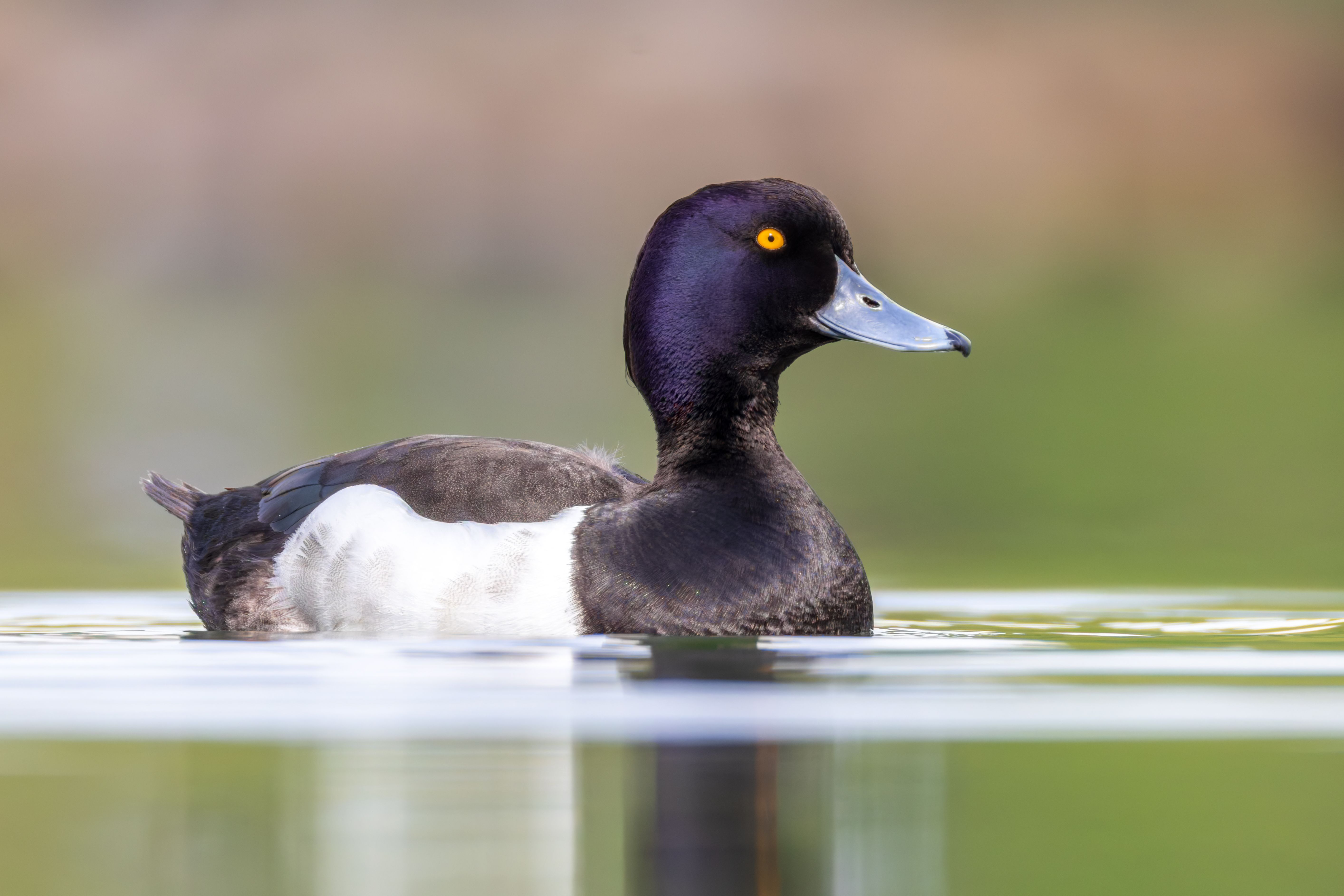A male tufted duck (Aythya fuligula) swimming.