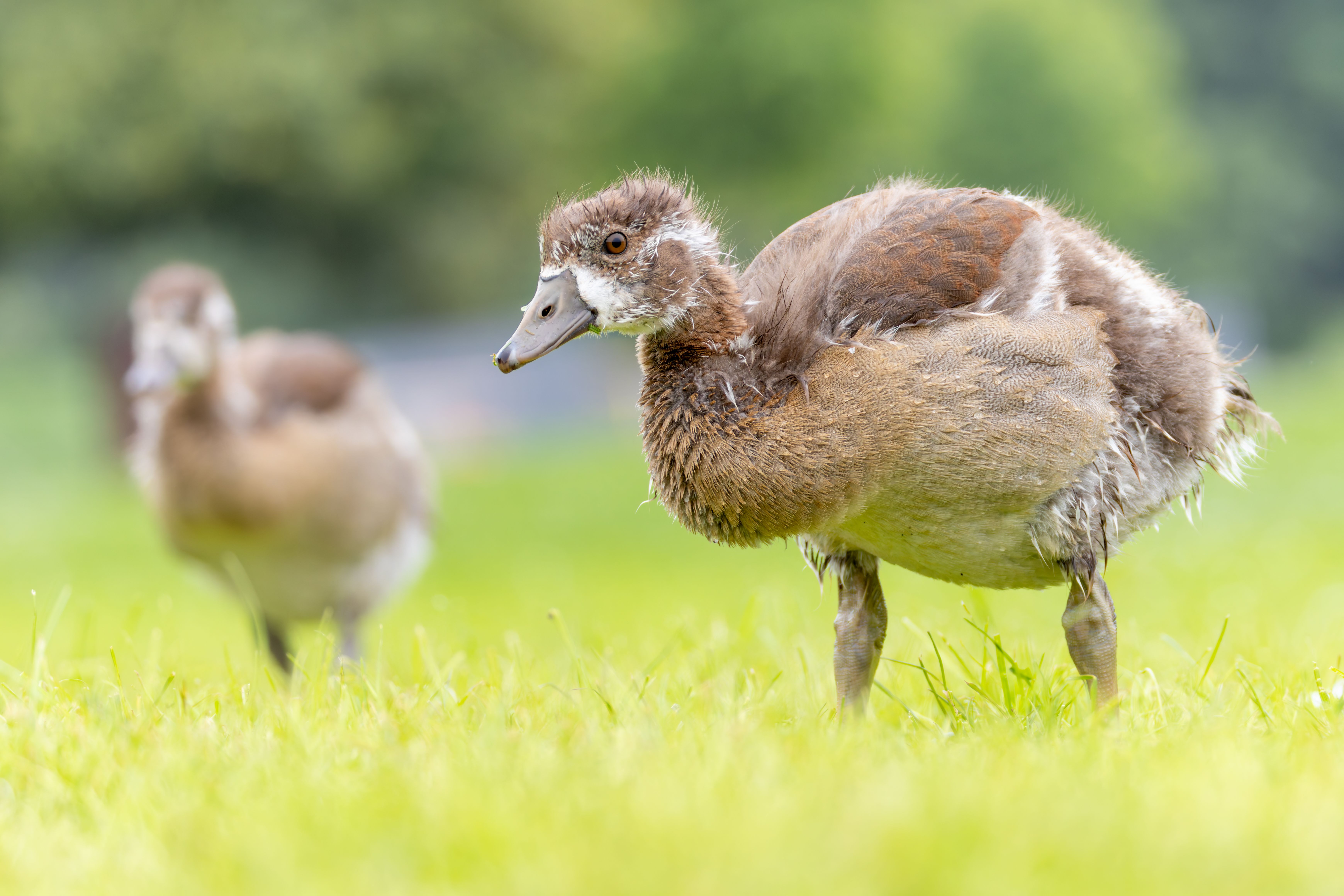 A juvenile Egyptian goose (Alopochen aegyptiaca).