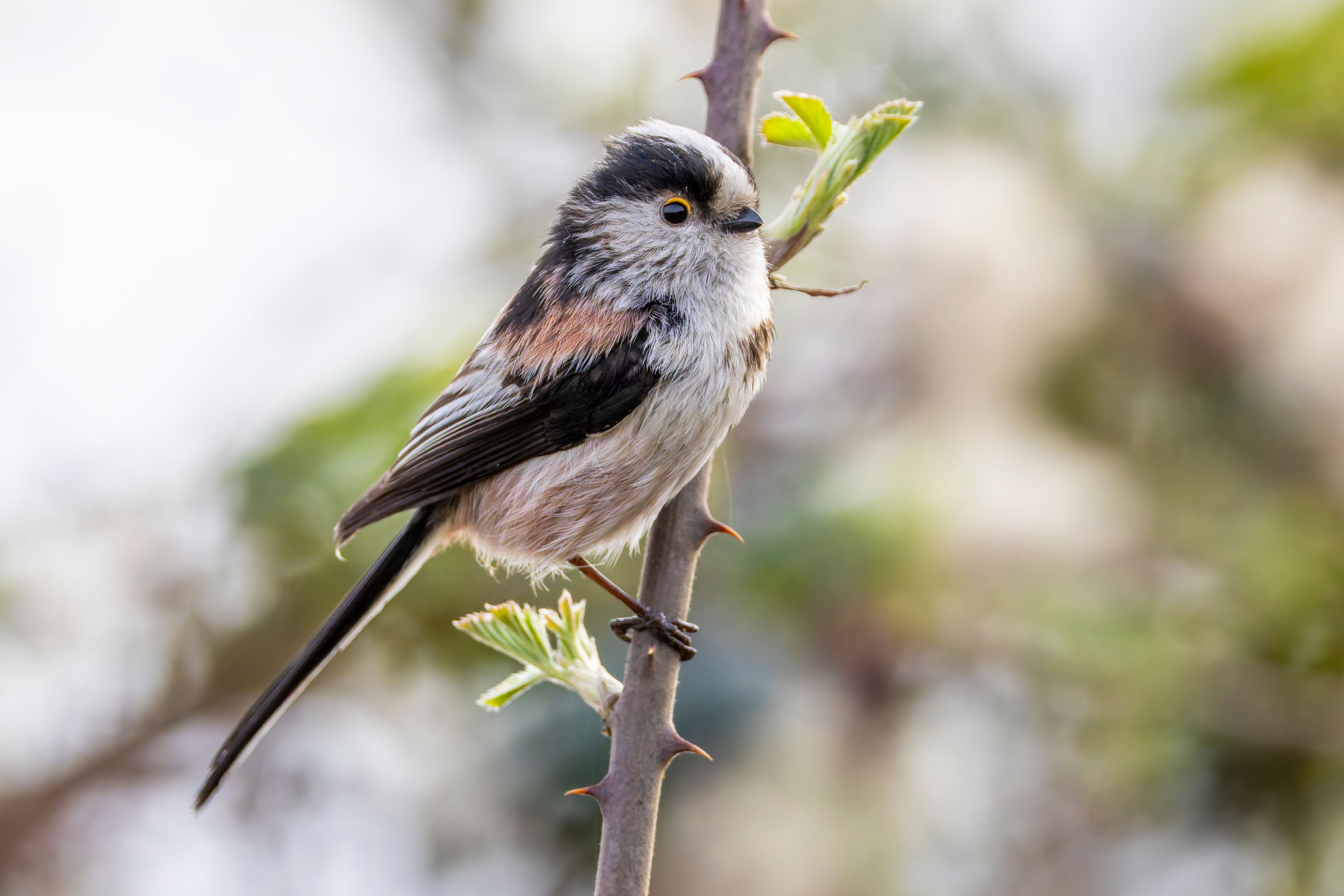 A long-tailed tit (Aegithalos caudatus) on a branch.