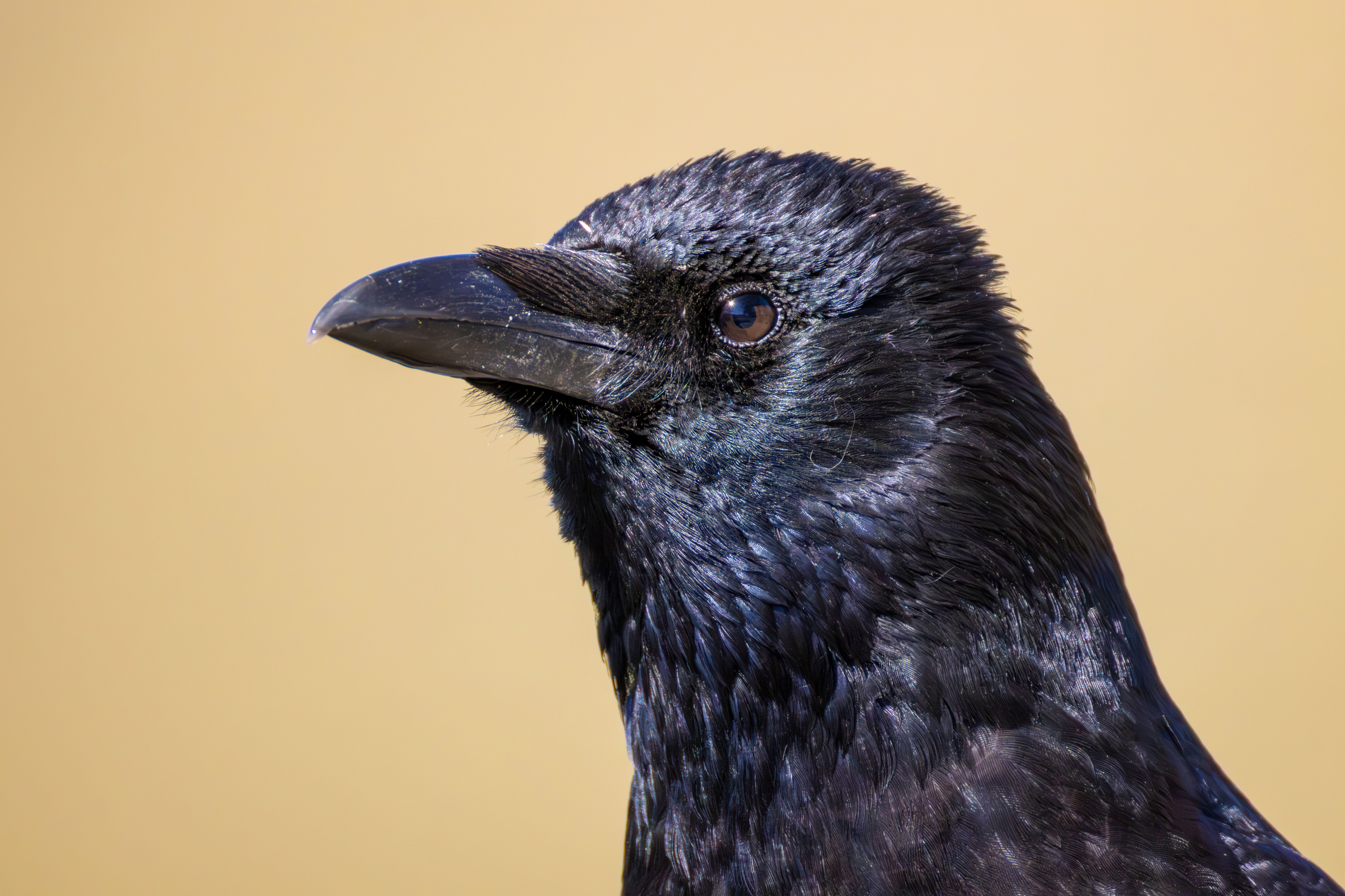 Portrait of a carrion crow (Corvus corone).