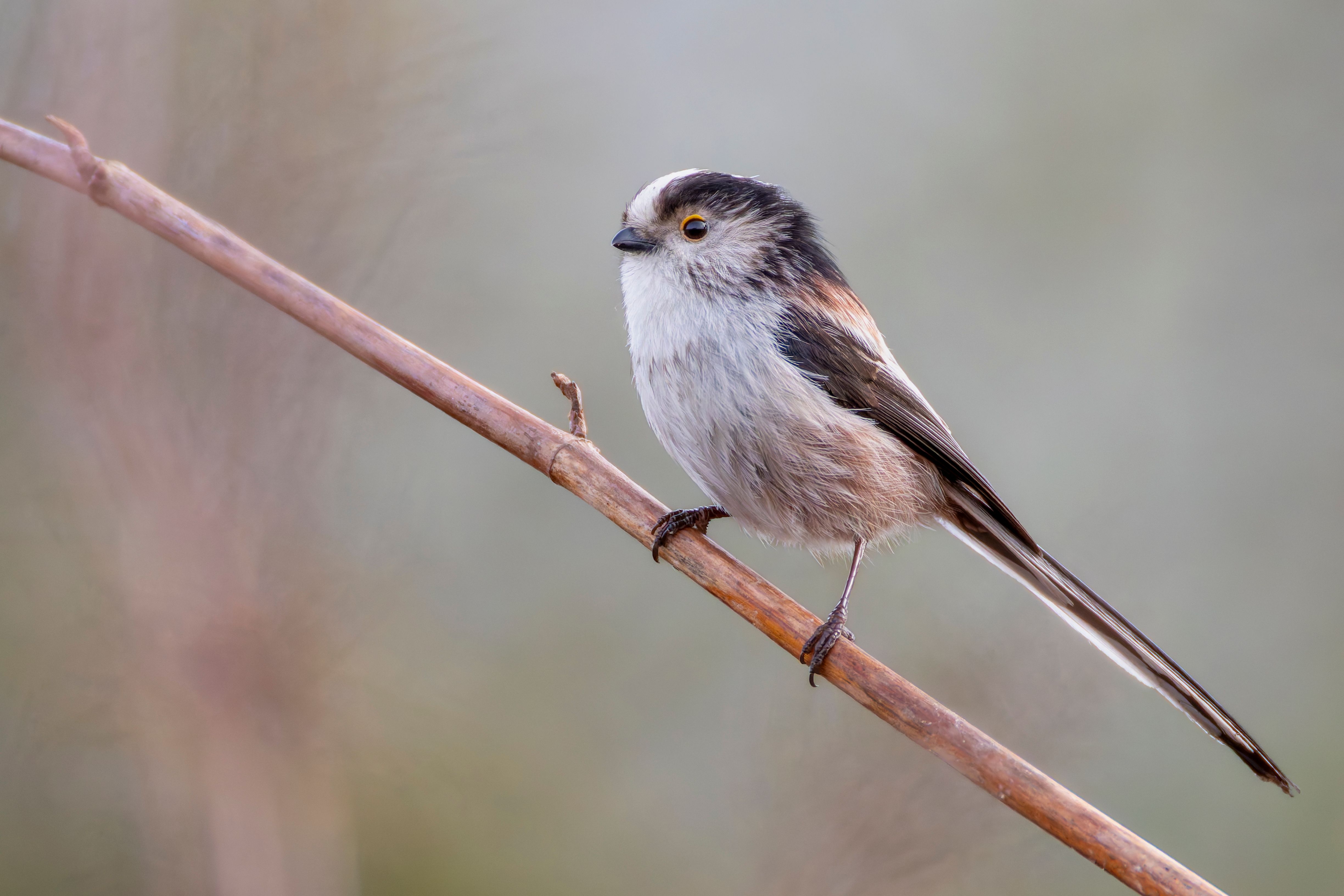 A long-tailed tit (Aegithalos caudatus) on a branch.