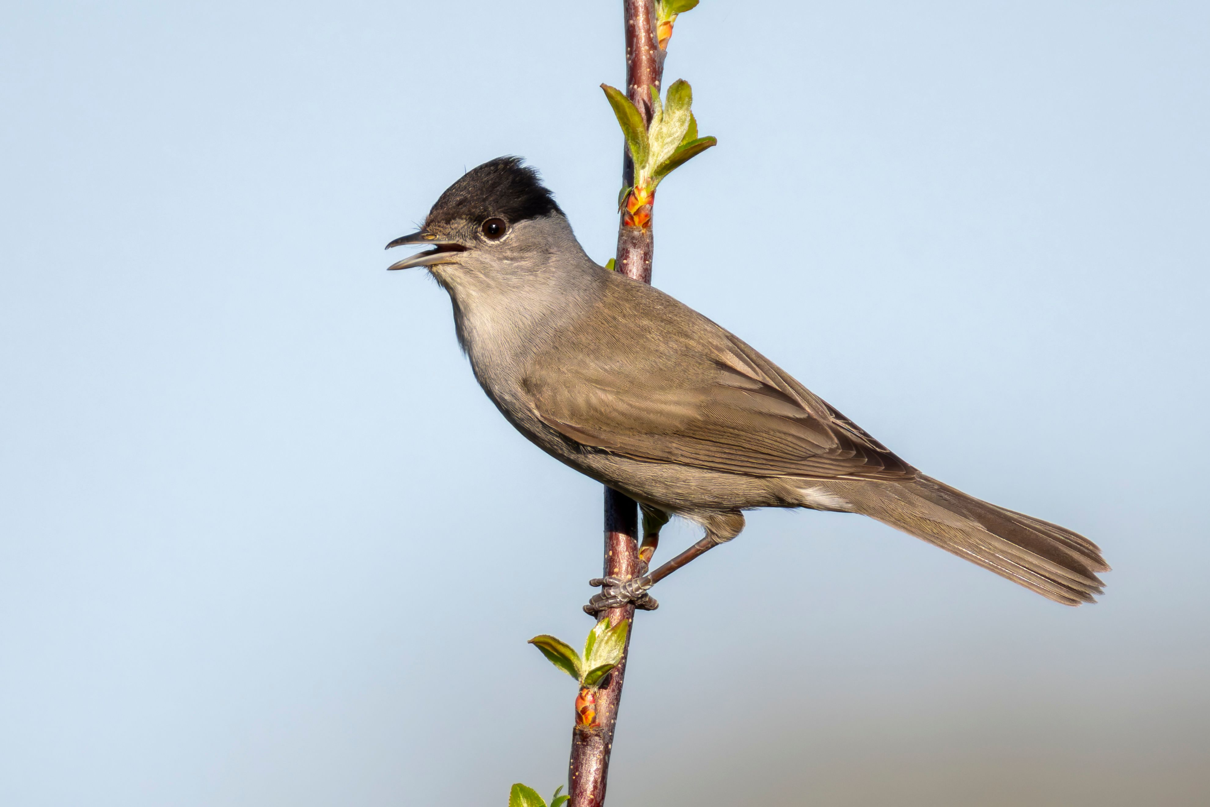 An Eurasian blackcap (Sylvia atricapilla) on a branch.