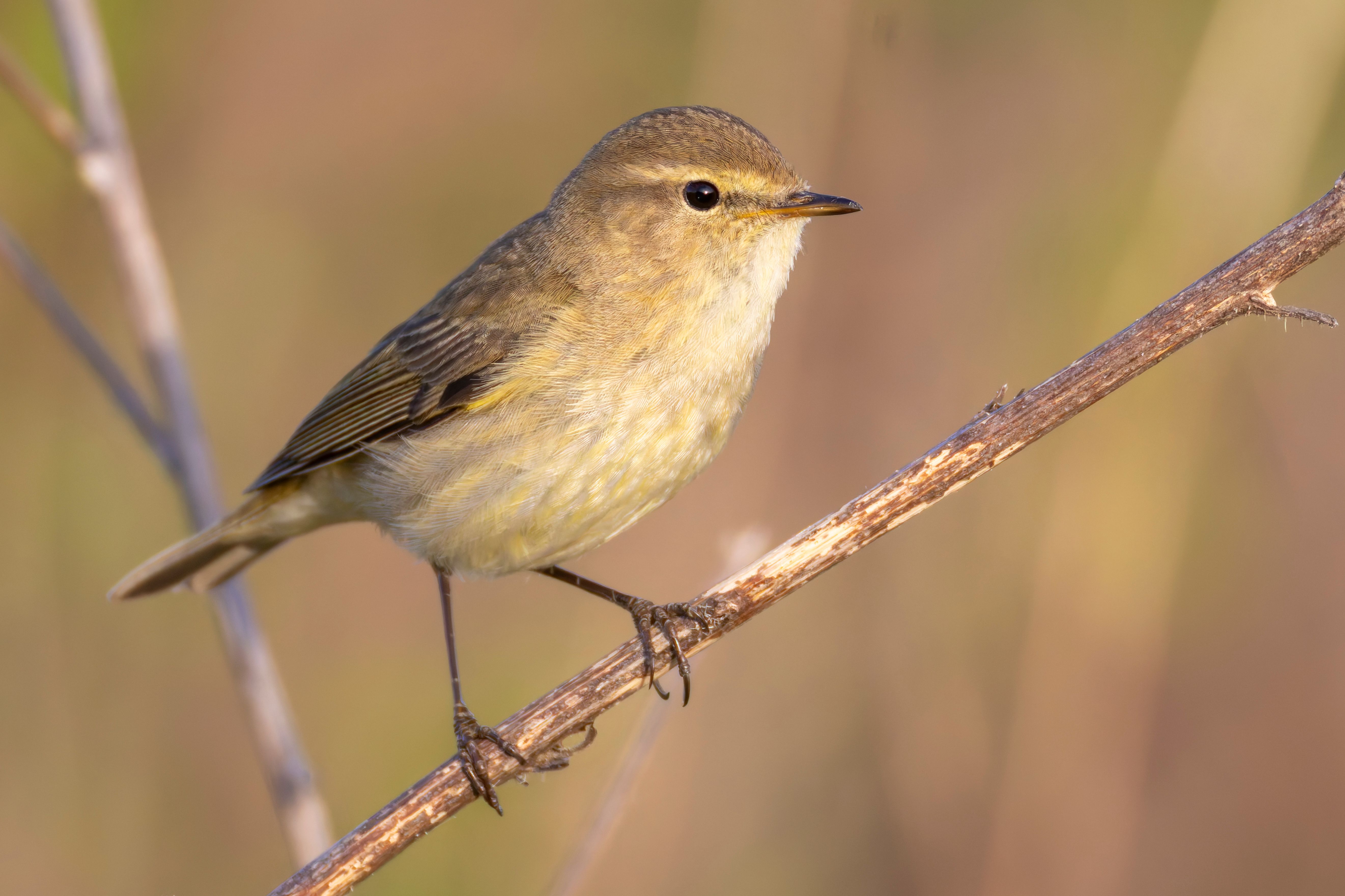 A common chiffchaff (Phylloscopus collybita) on a branch.