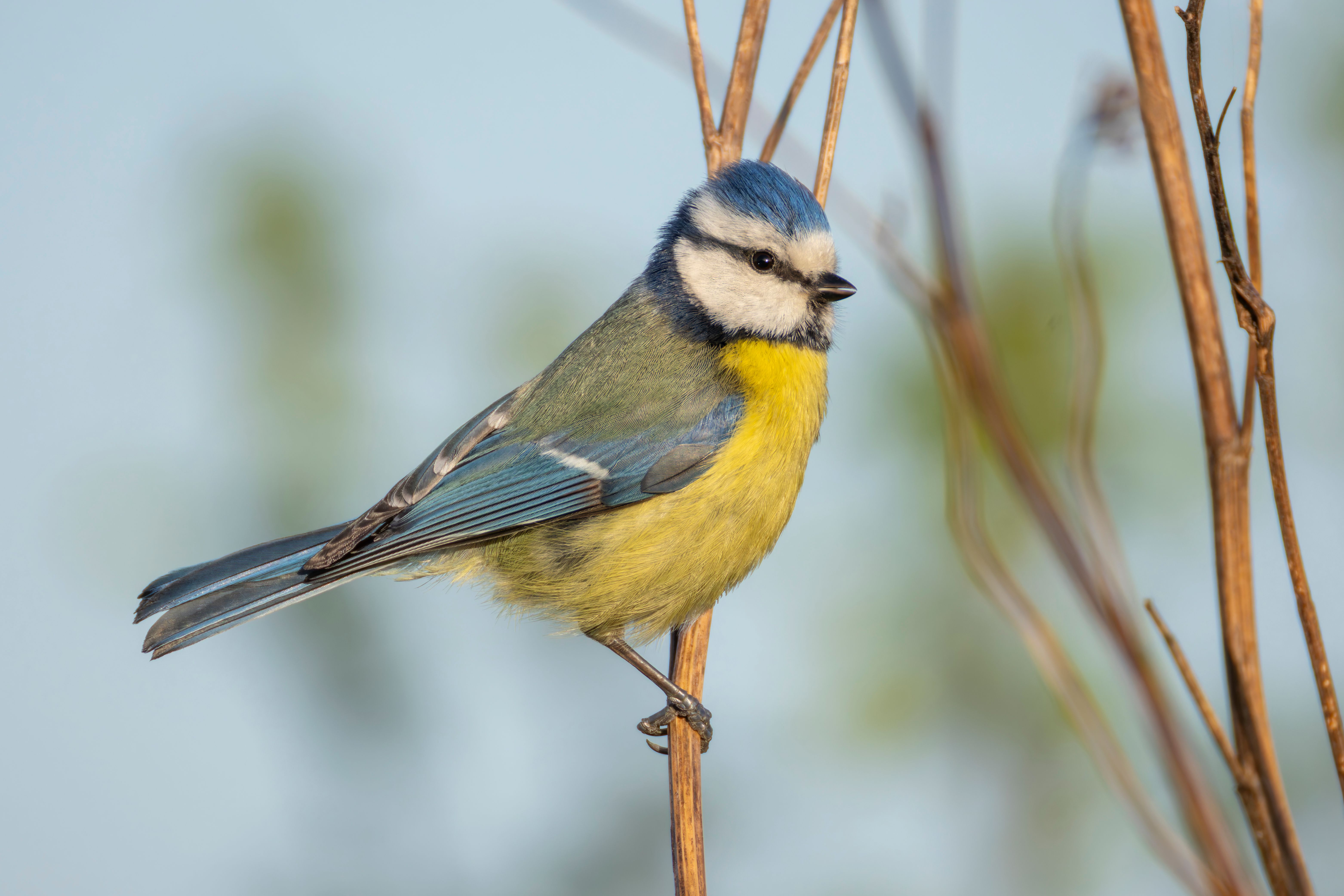 An Eurasian blue tit (Cyanistes caeruleus) on a branch.