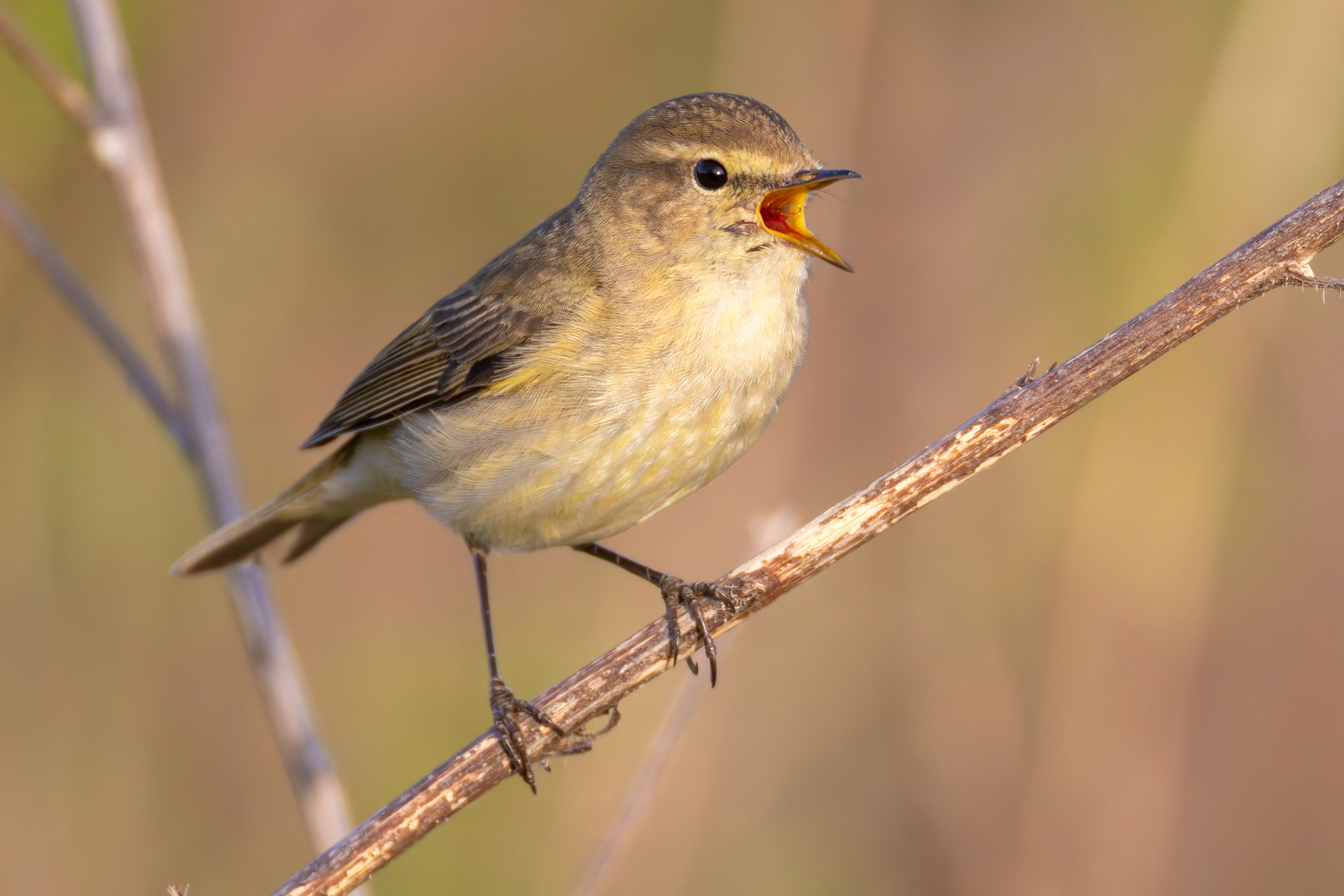 A common chiffchaff (Phylloscopus collybita) on a branch, vocalizing.