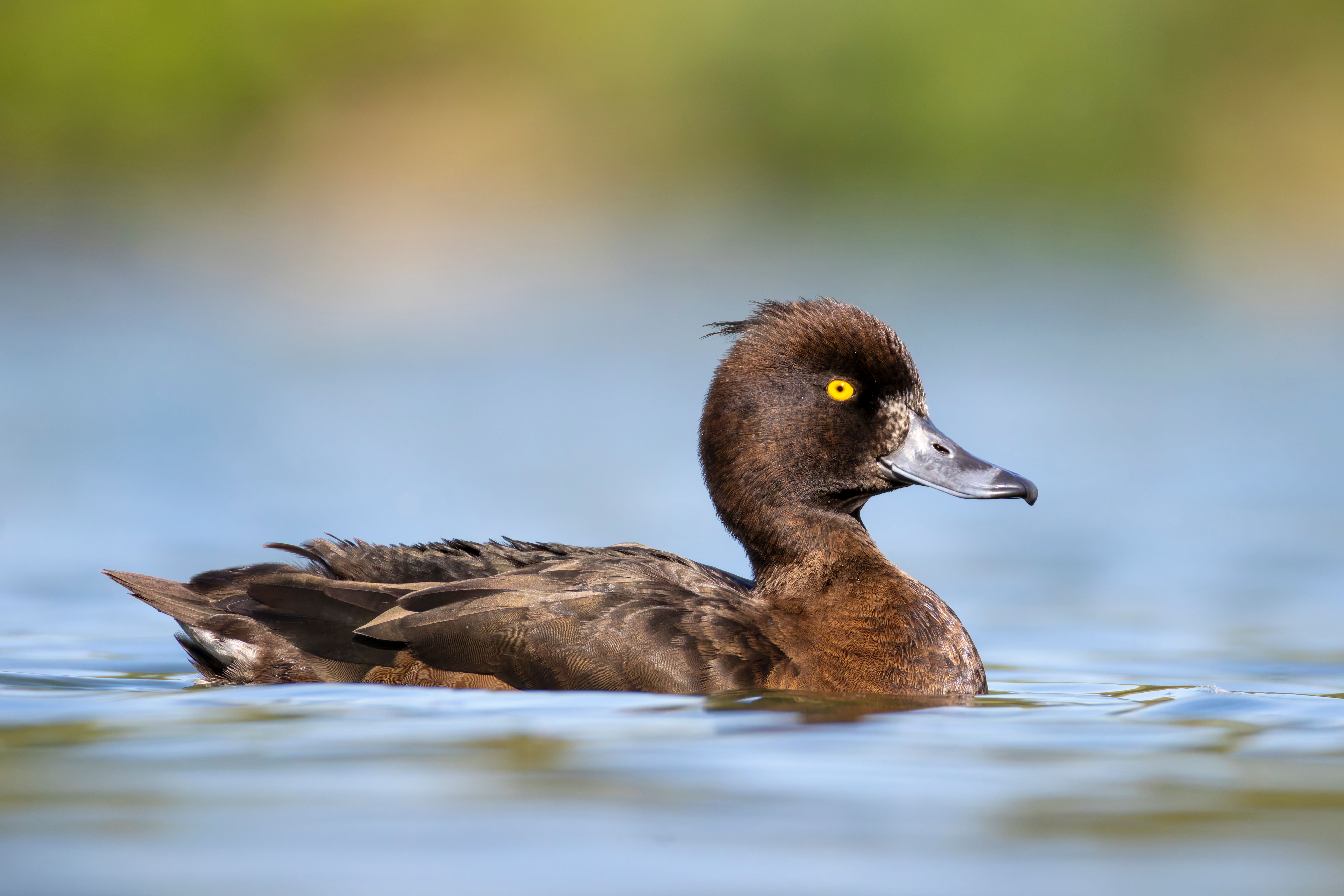 A female tufted duck (Aythya fuligula) swimming.